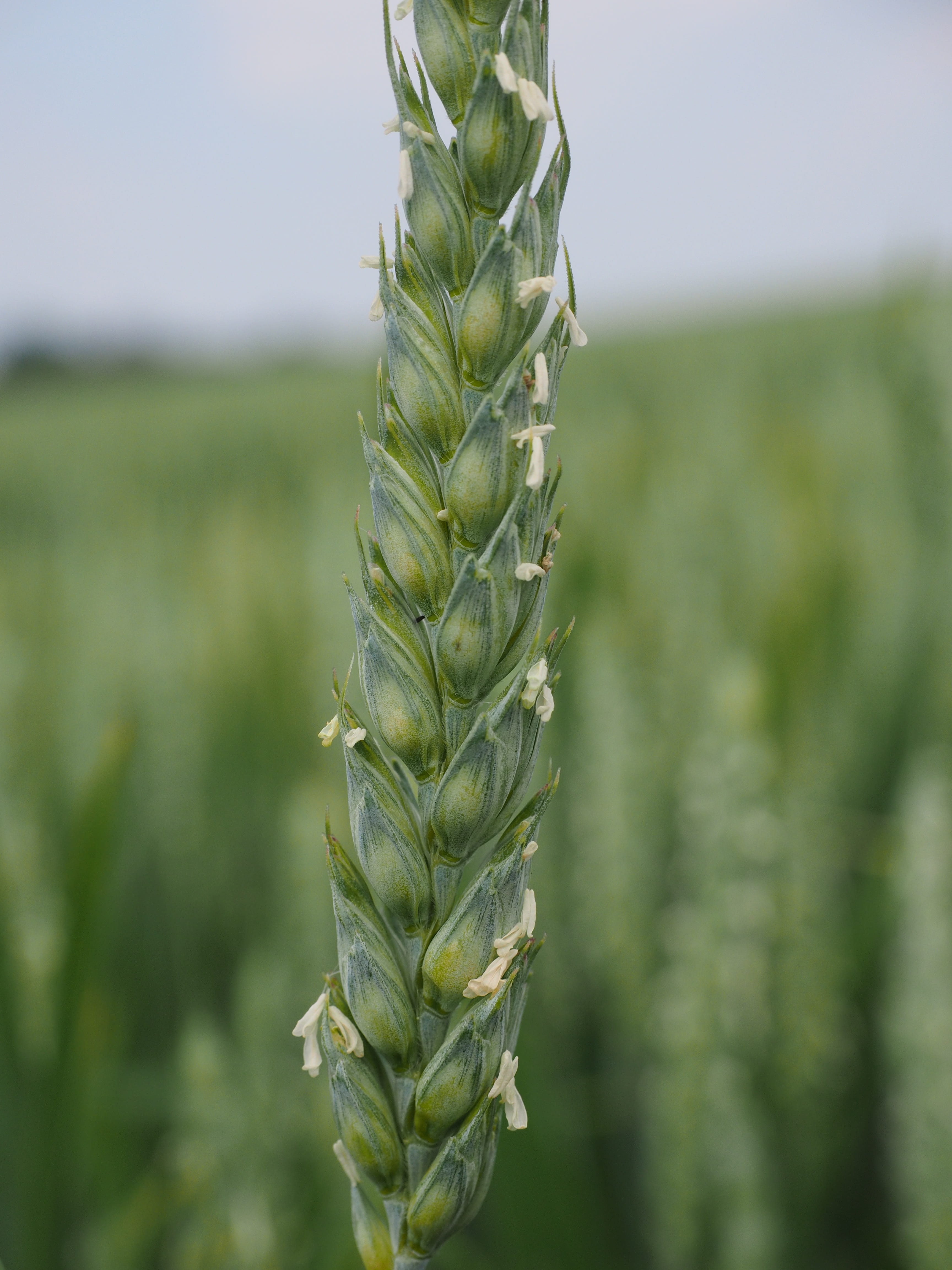 farm, agriculture, wheat spike, poaceae, cereal plant, field, ear, day, food, close-up, green, rural scene, plantation, focus on foreground, getreideanbau, Phone HD Wallpaper