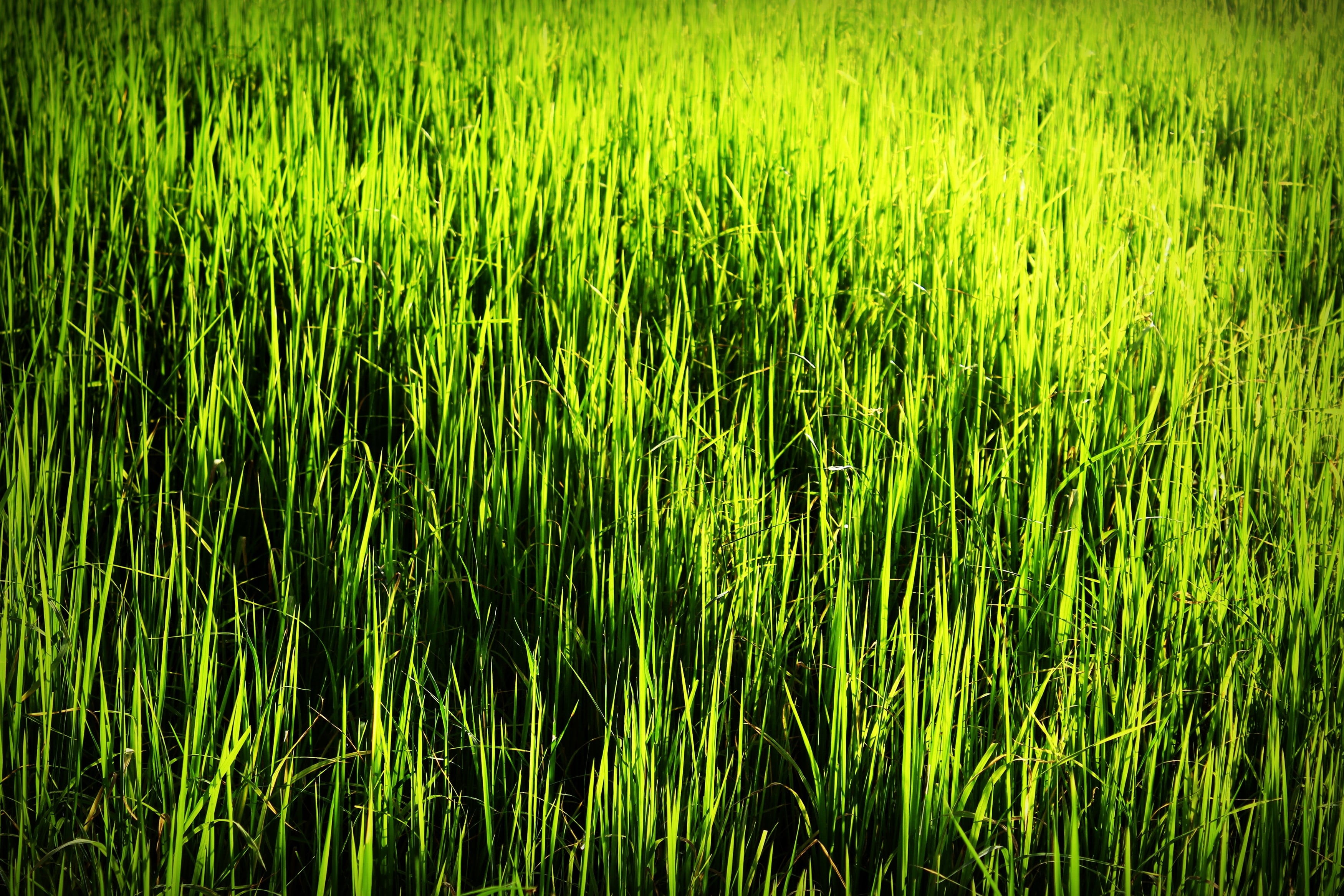 earth, crop, rural scene, grain, field, cereal, grow, hay, food, day, country, land, nature, detail, dry, no people, plant, golden, harvest, cultivate, HD Wallpaper