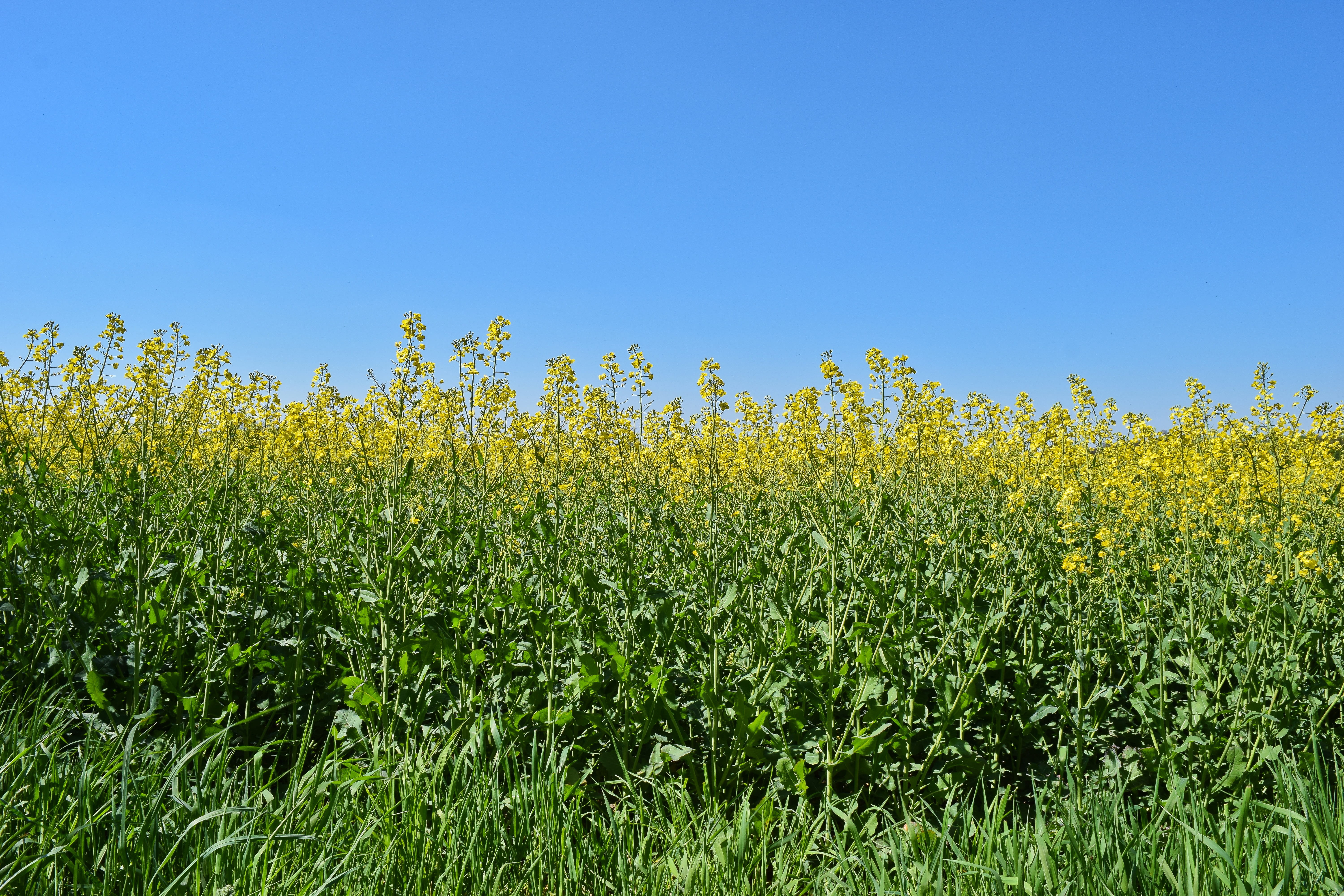field, tranquility, sky, cultivation, no people, oilseed rape, spring, day, rare plant, rural scene, yellow, bright, land, agricultural economics, growth, HD Wallpaper