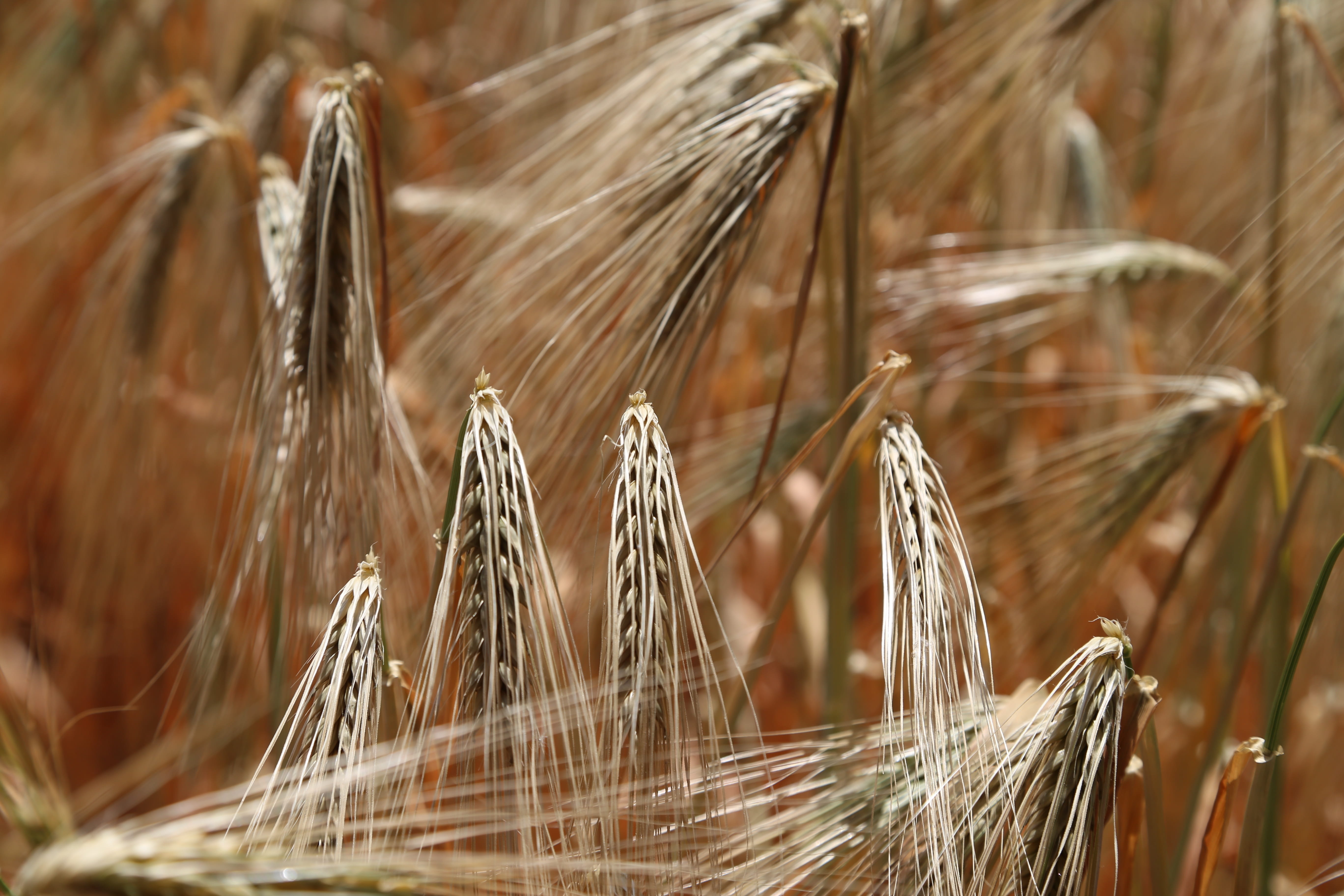 baked goods, ears of corn ears, growth, gluten, 5K, wheat spike, farm, close, grains, cereals, cereal plant, land, plant, selective focus, brown, wheat, HD Wallpaper