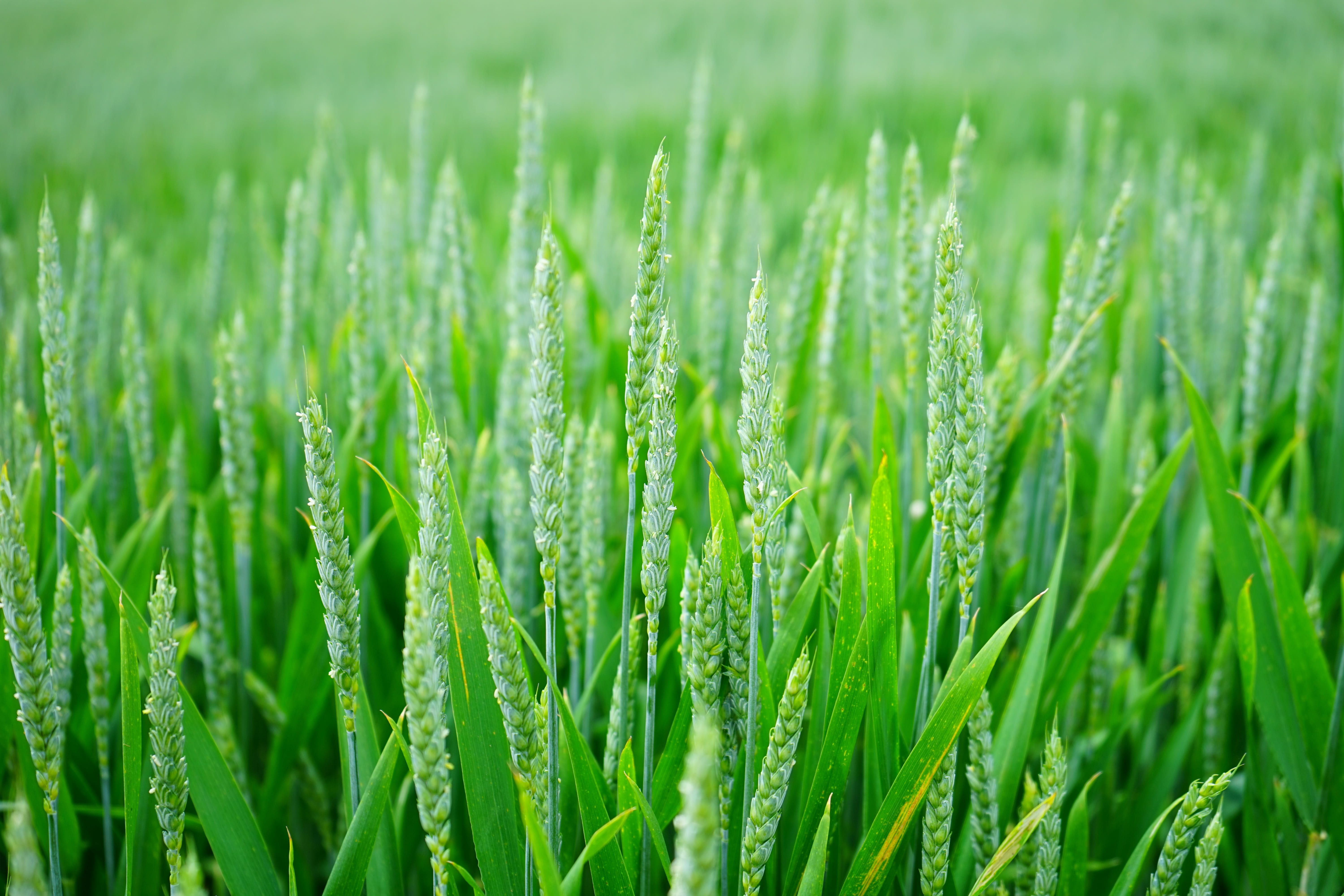 wheat field, plant, green color, halm, spike, photo, summer, crop, nature, cultivation, selective focus, ear of corn, ear, grass, triticum aestivum, farm, HD Wallpaper