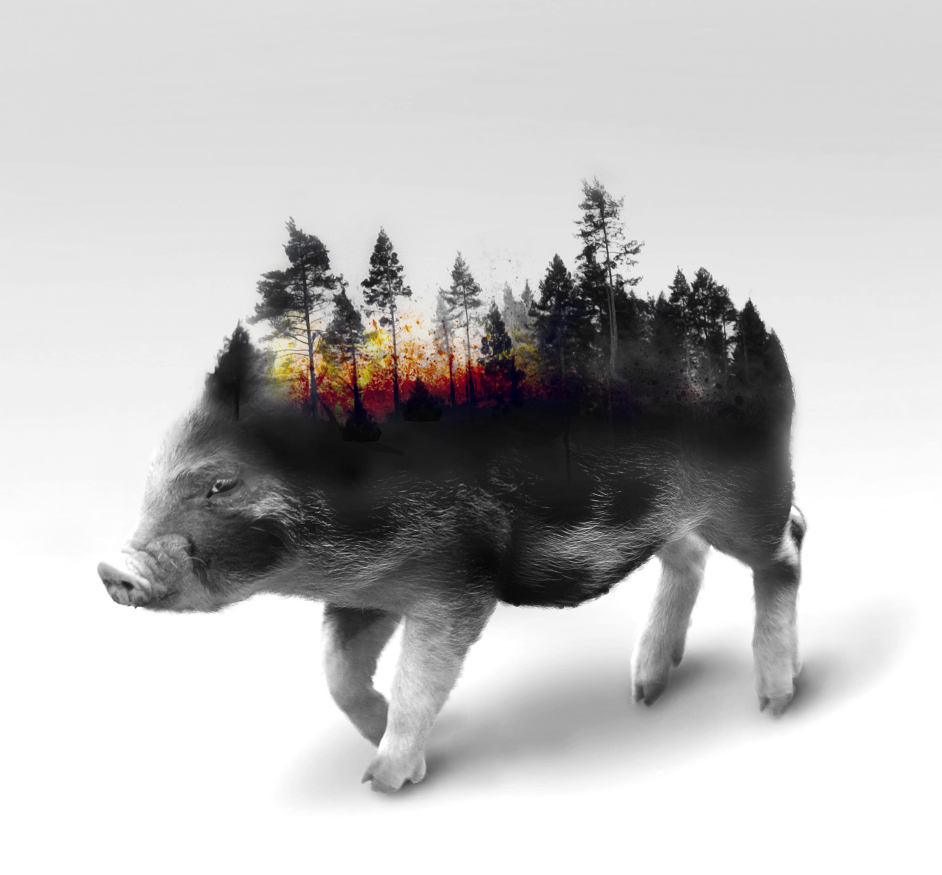 nature, indoors, vertebrate, one animal, animal wildlife, fire, dramatic, pig, concept, sad, tree, white background, domestic, plant, animal themes, animal representation, HD Wallpaper