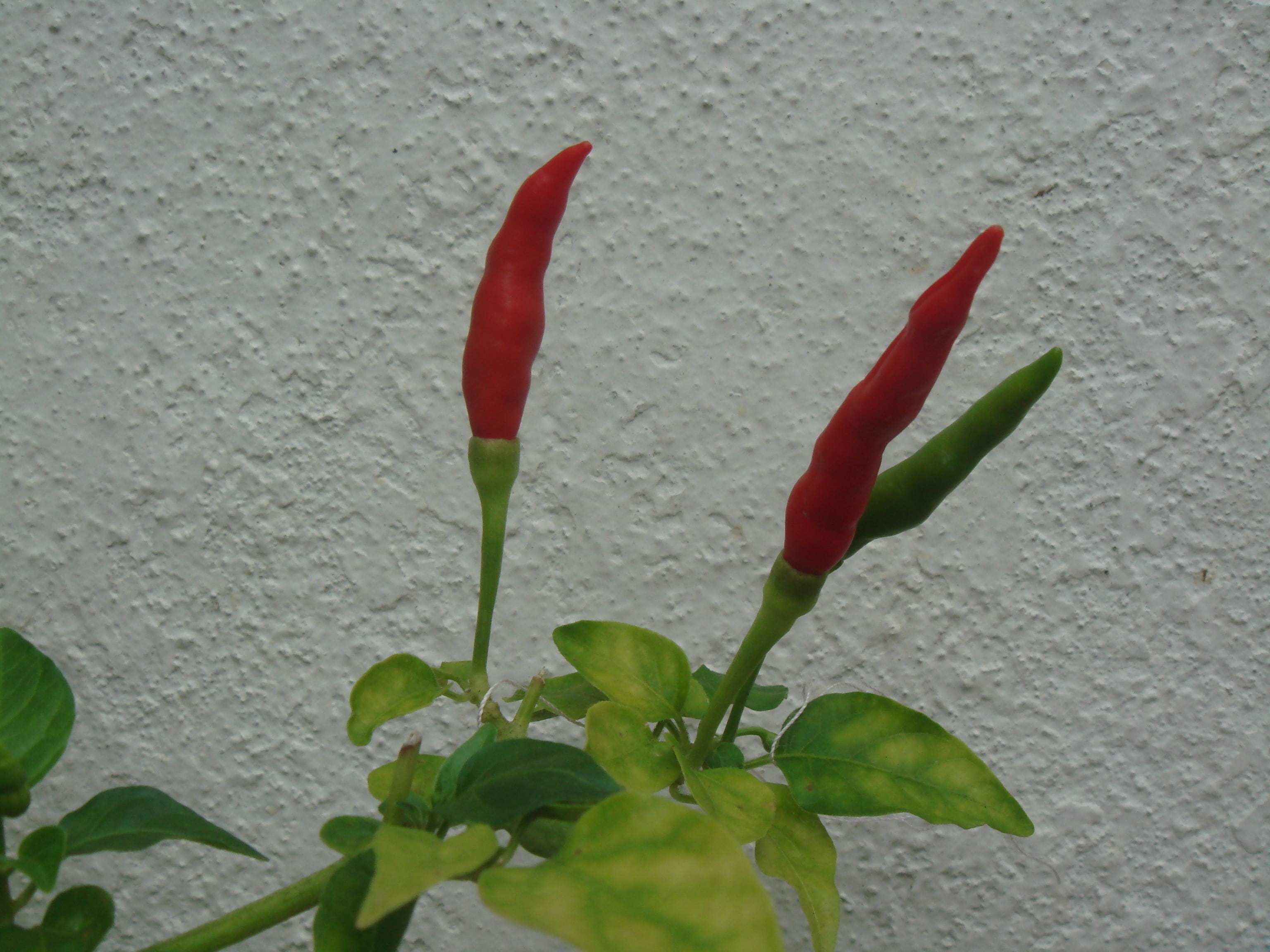 wall - building feature, leaf, green color, color, organnic, natural, hot, raw, spicy, freshness, red, fresh, plant part, growth, flower head, organic, HD Wallpaper