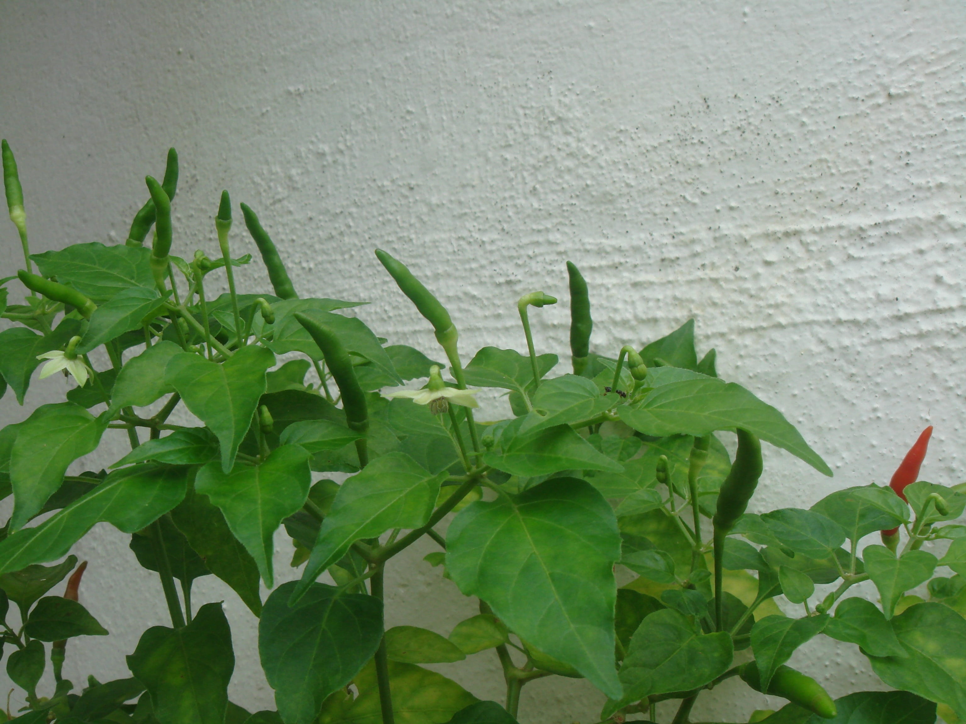 wall - building feature, close-up, Chili, grown, architecture, mexican, home, focus on foreground, no people, ripe, growth, Chilli, Spice, heat, raw, plant, HD Wallpaper