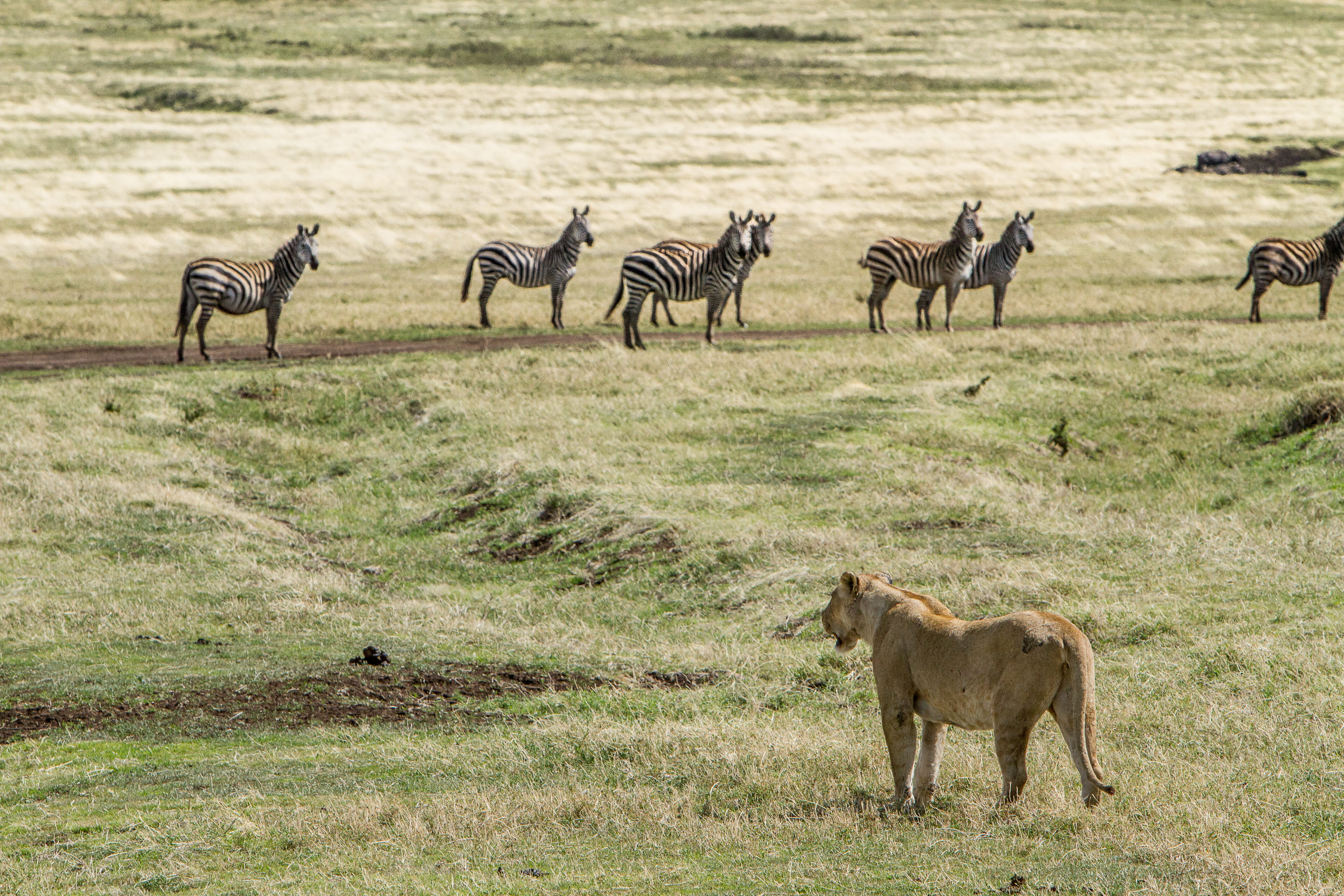 herd, animal, cheetah, lioness, looking, animal themes, grass, landscape, land, safari, animals in the wild, outdoor, daytime, hunting, brown, field, herbivorous, HD Wallpaper