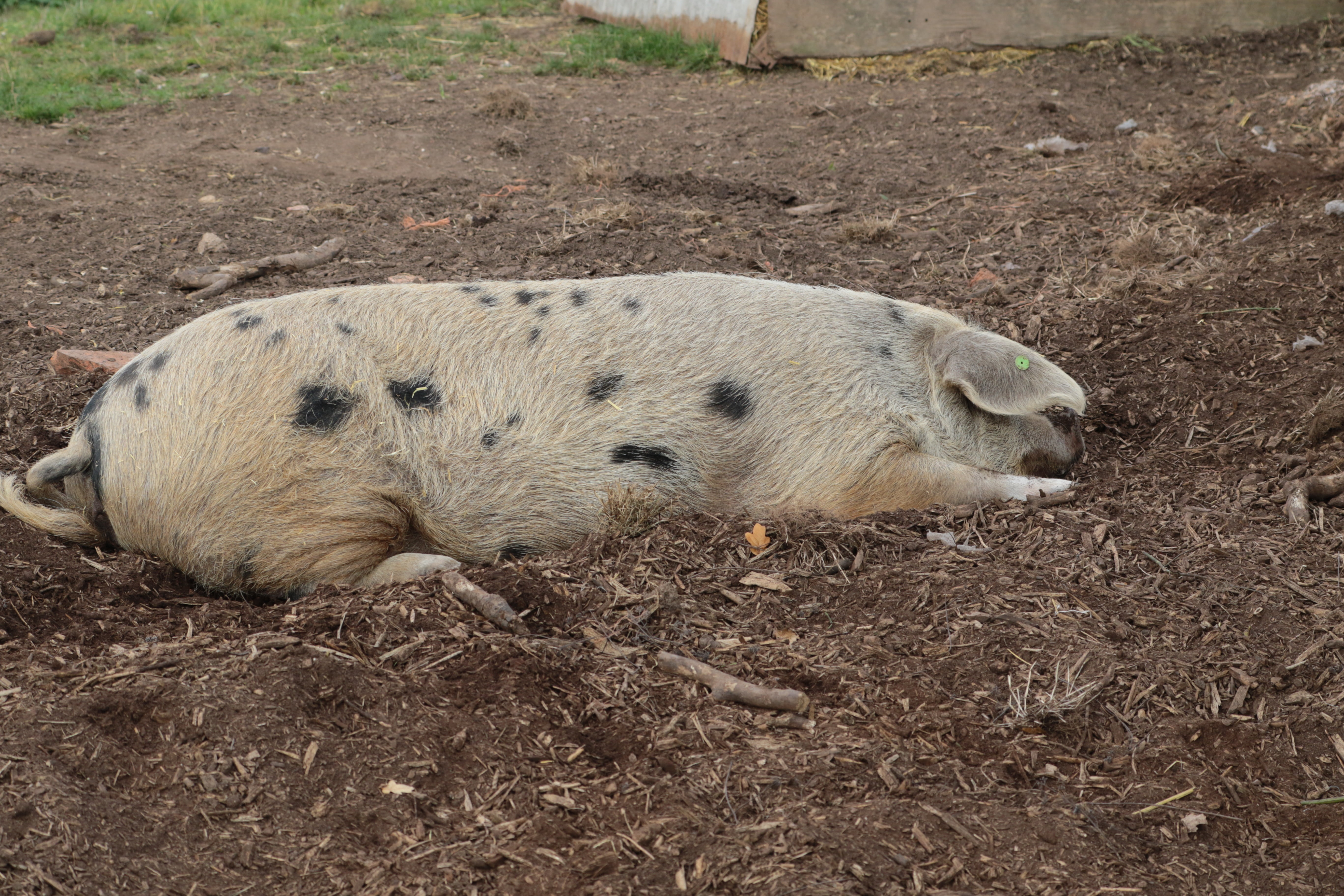 farm, pig-farm, boar, land, sleeping, resting, nature, agriculture, one animal, animal themes, vertebrate, 5K, pigpen, field, lying down, swine, outdoors, HD Wallpaper