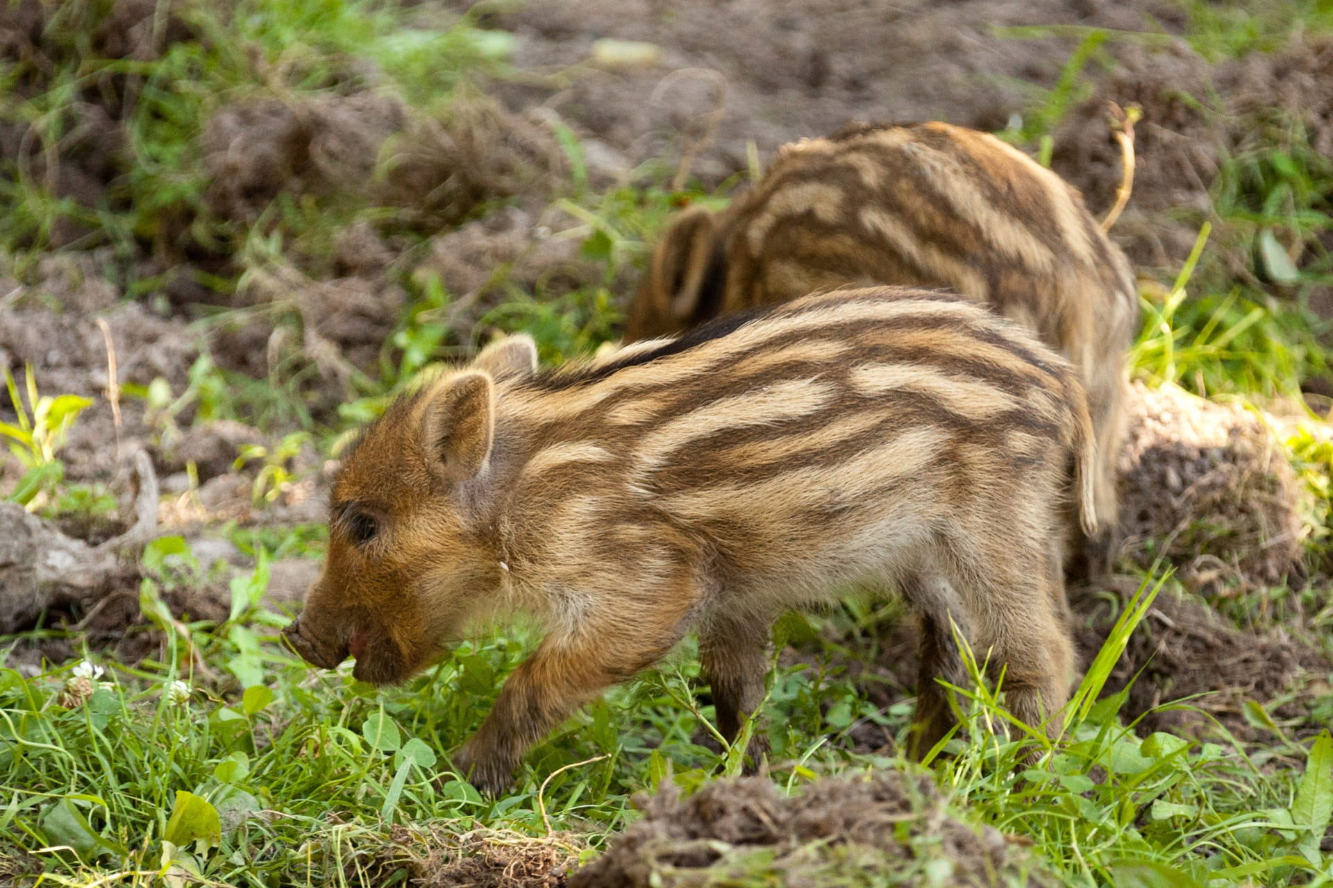 side view, mammal, swine, 1080P, hog, young, grass, outdoors, fur, boar, land, plant, one animal, field, animal, striped, wild, no people, day, nature, HD Wallpaper