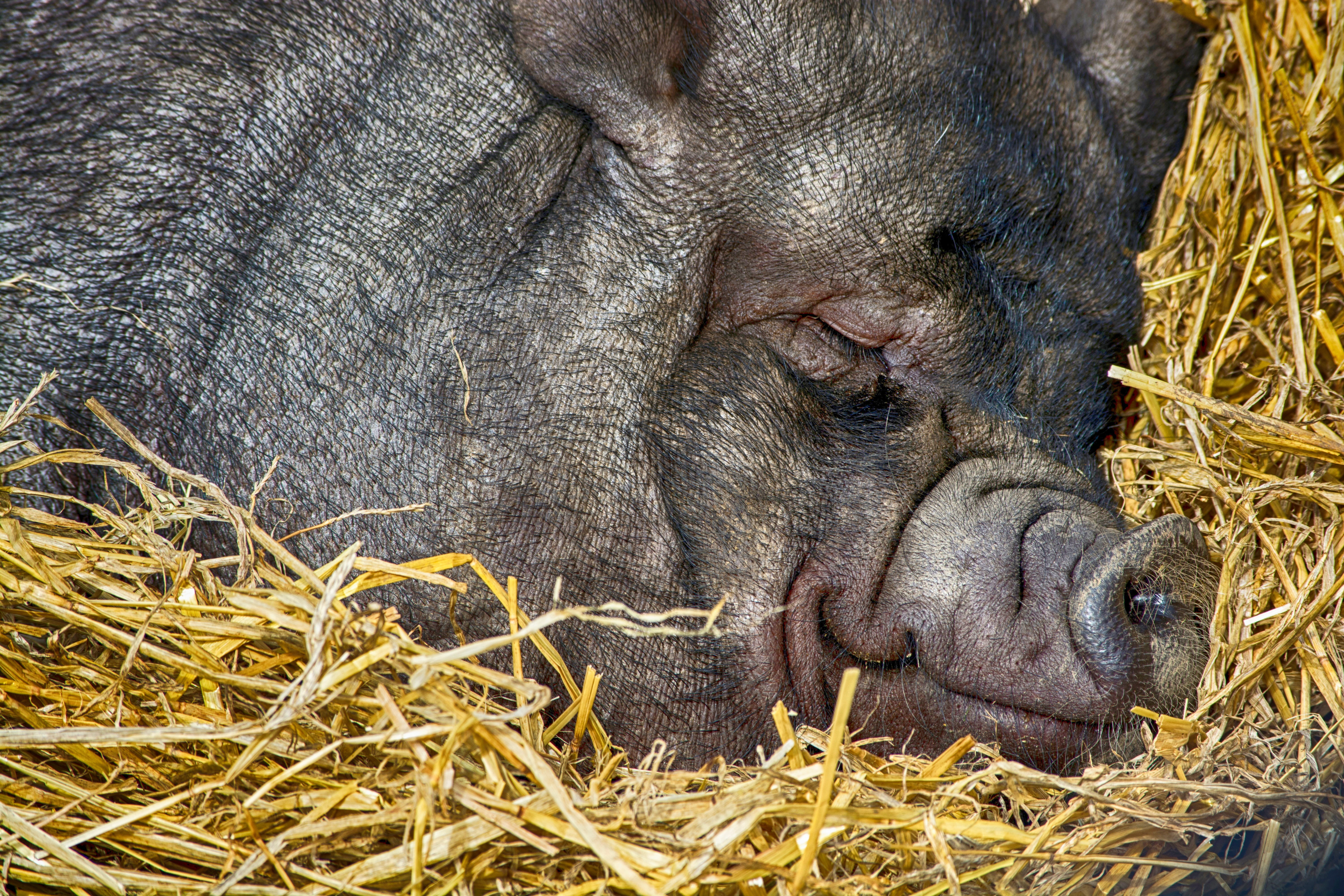 black, outdoors, animal themes, farming, straw, livestock, piglet, animal, animal wildlife, vertebrate, plant, day, sleeping, mammal, close-up, farm, brown, HD Wallpaper