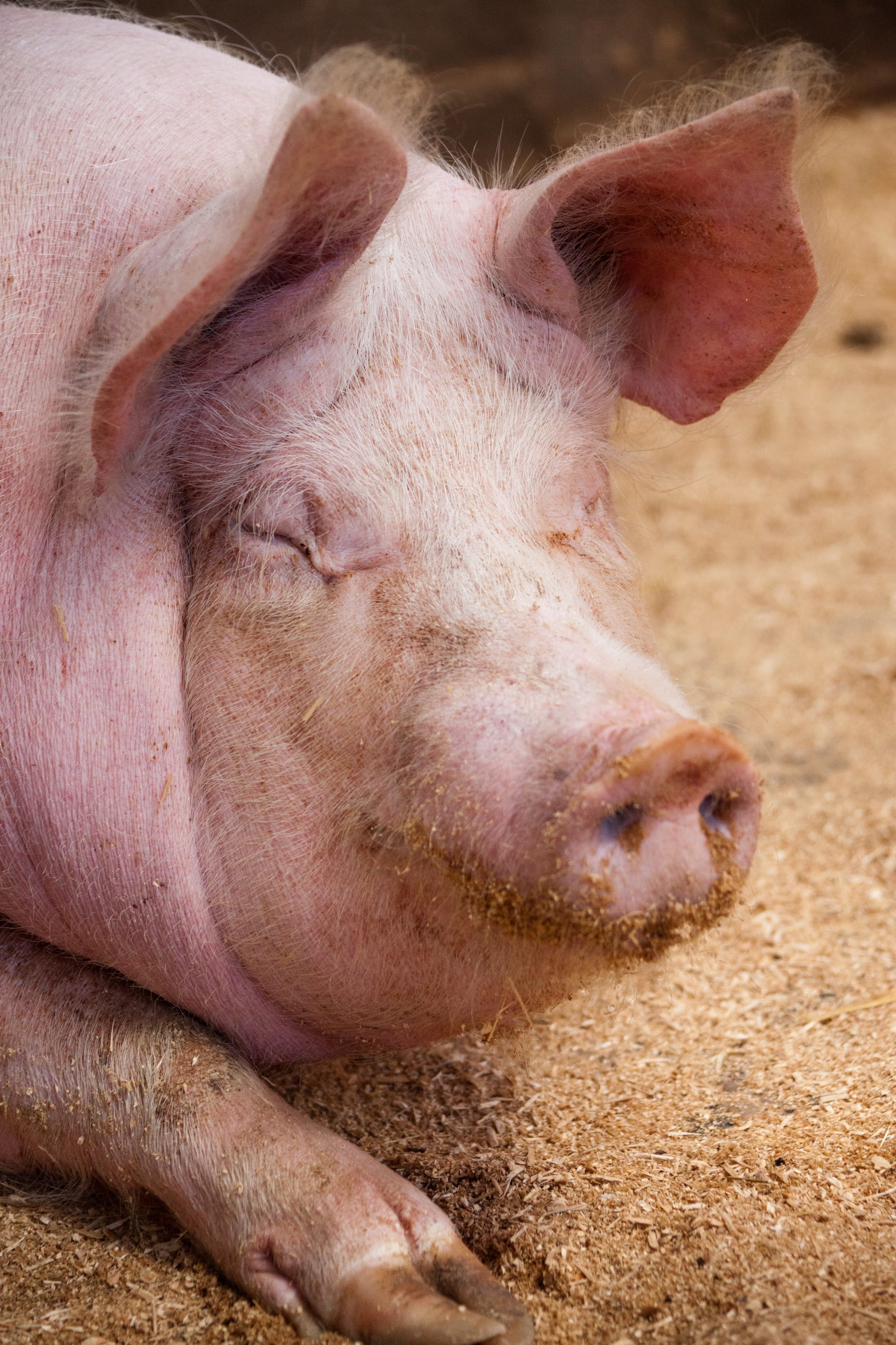 mammal, nature, one animal, head, animal body part, Ear, close-up, piggy, pink, closed eyes, animal themes, pork, 2K, pink color, swine, pets, nose, Domestic, Phone HD Wallpaper