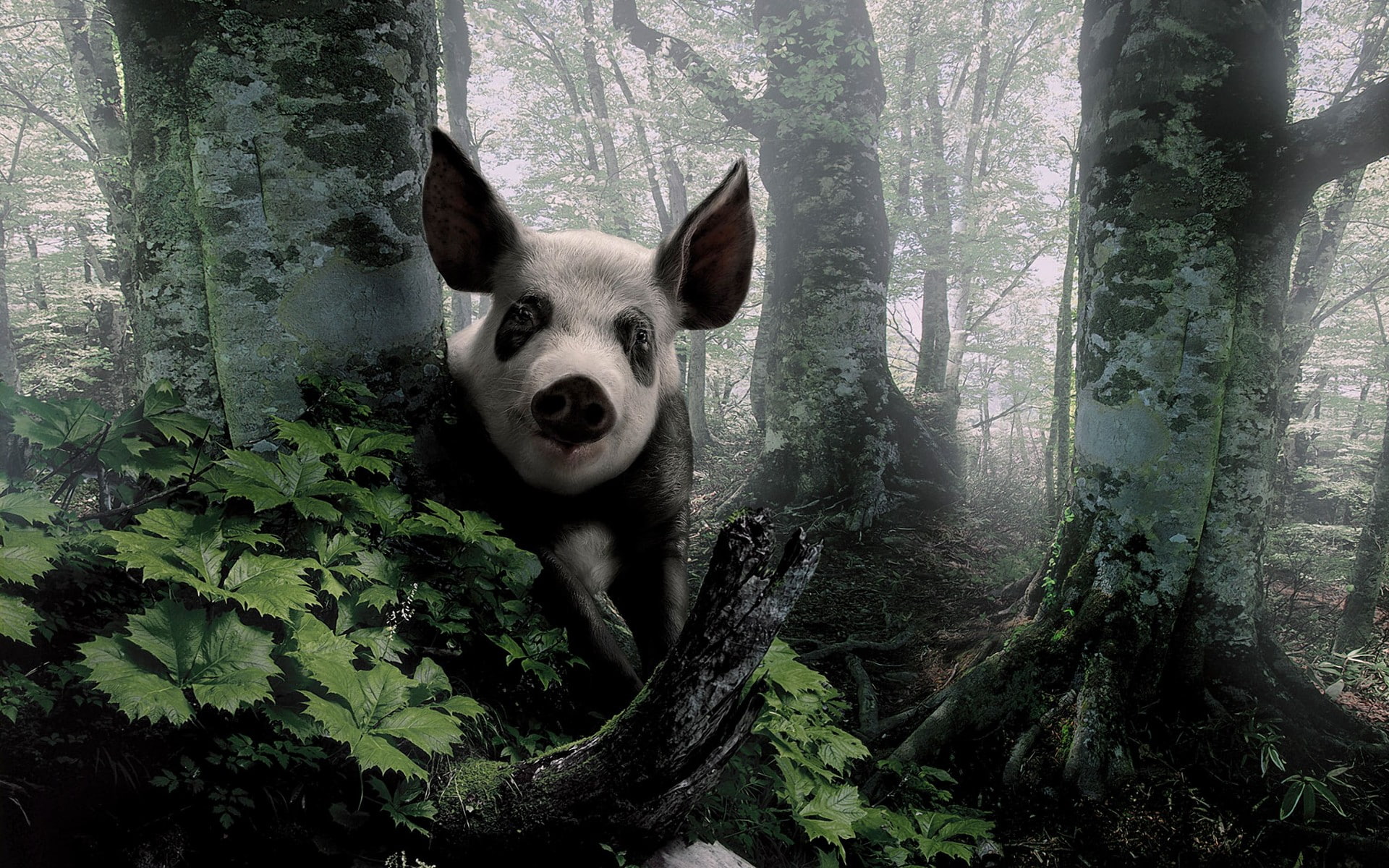 woods, swine, nature, 1080P, pig, trees, landscapes, forest, HD Wallpaper
