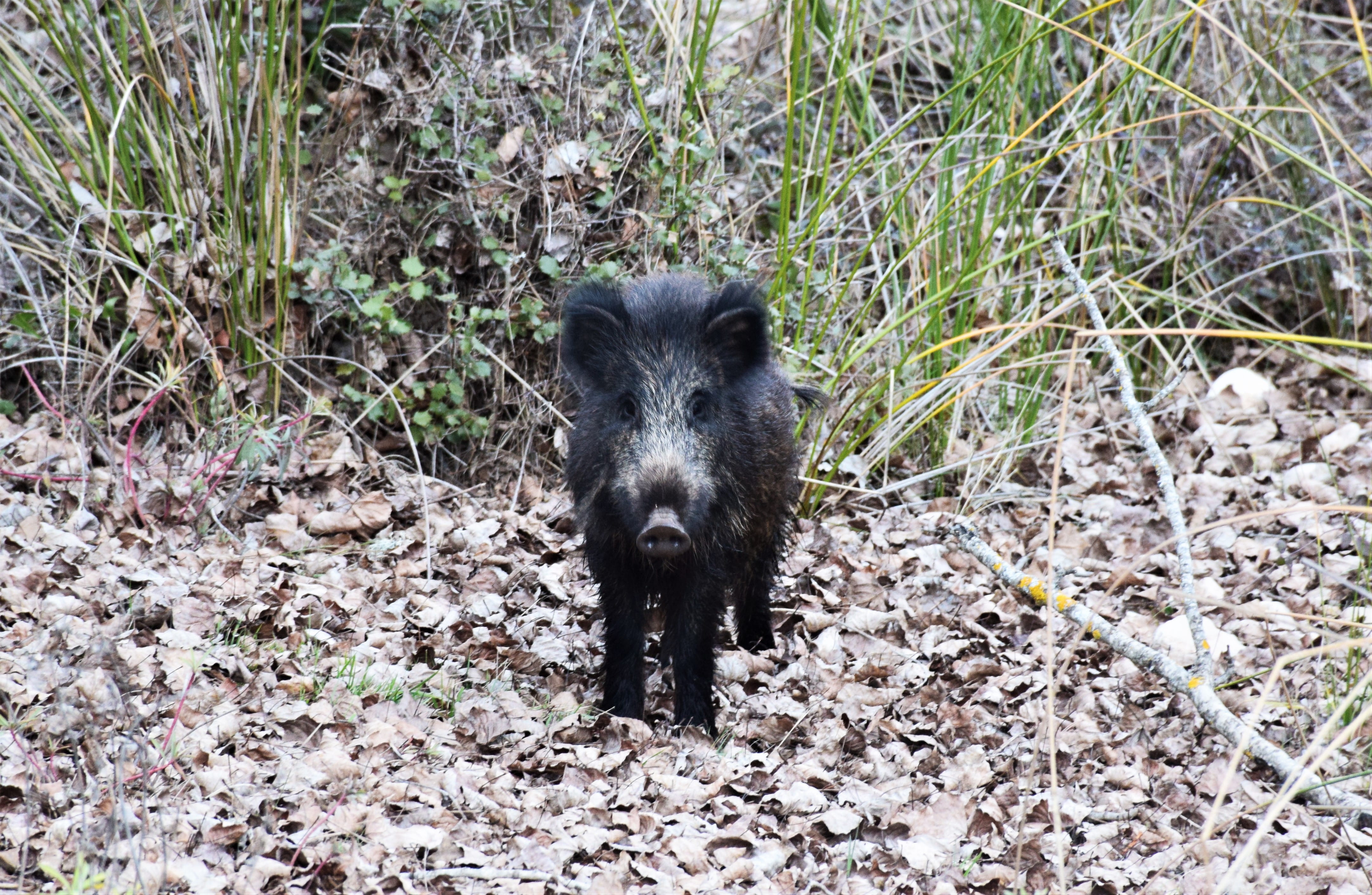 gravel, mammal, domestic, one animal, hog, bear, land, wildlife, animal themes, dirt road, 4K, vegetation, forest, nature, road, boar, animal wildlife, HD Wallpaper