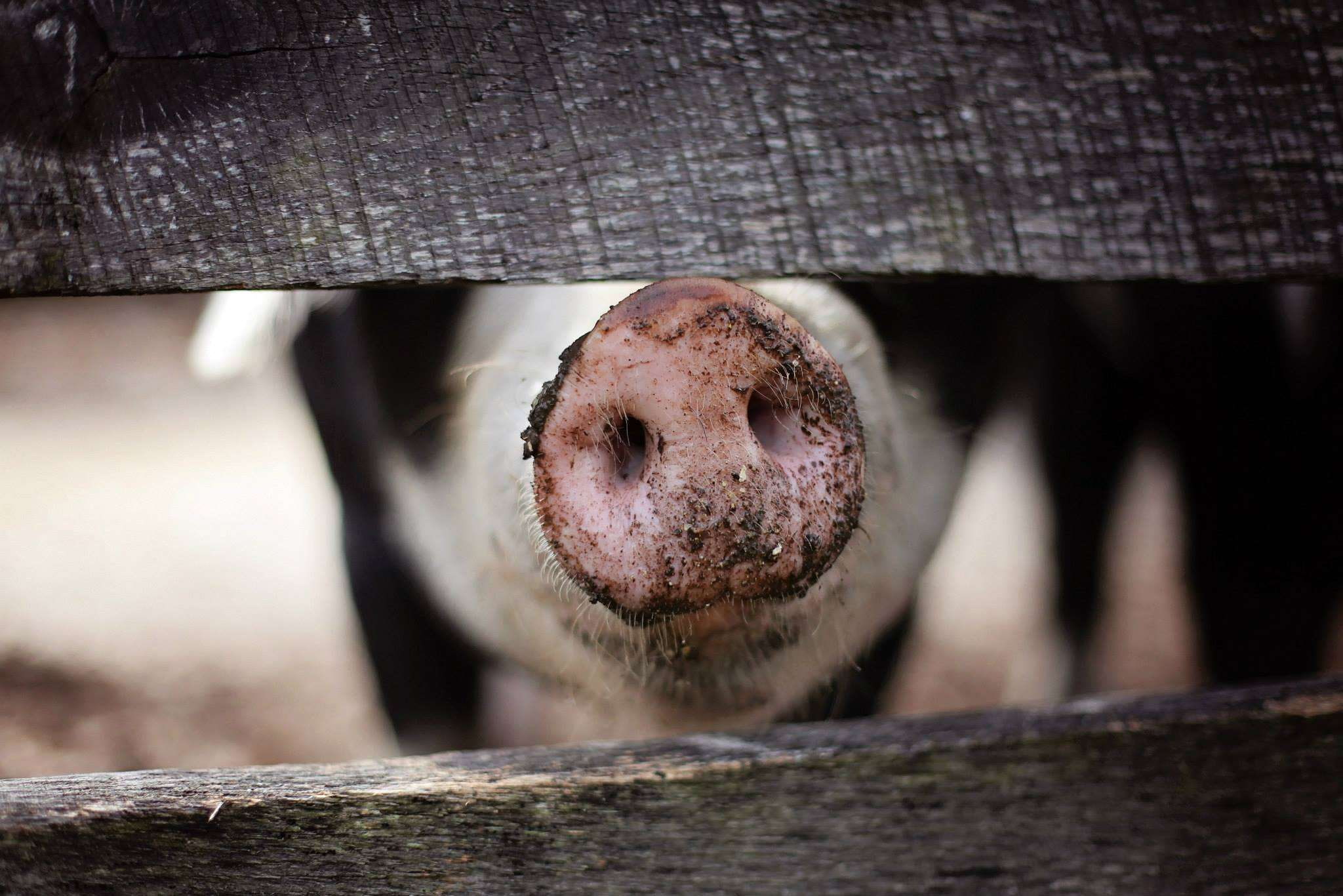 mammal, animal nose, animal mouth, domesticated, barrier, dirty, swine, outdoors, dark, 1080P, livestock, animal teeth, one animal, animal head, day, no people, HD Wallpaper