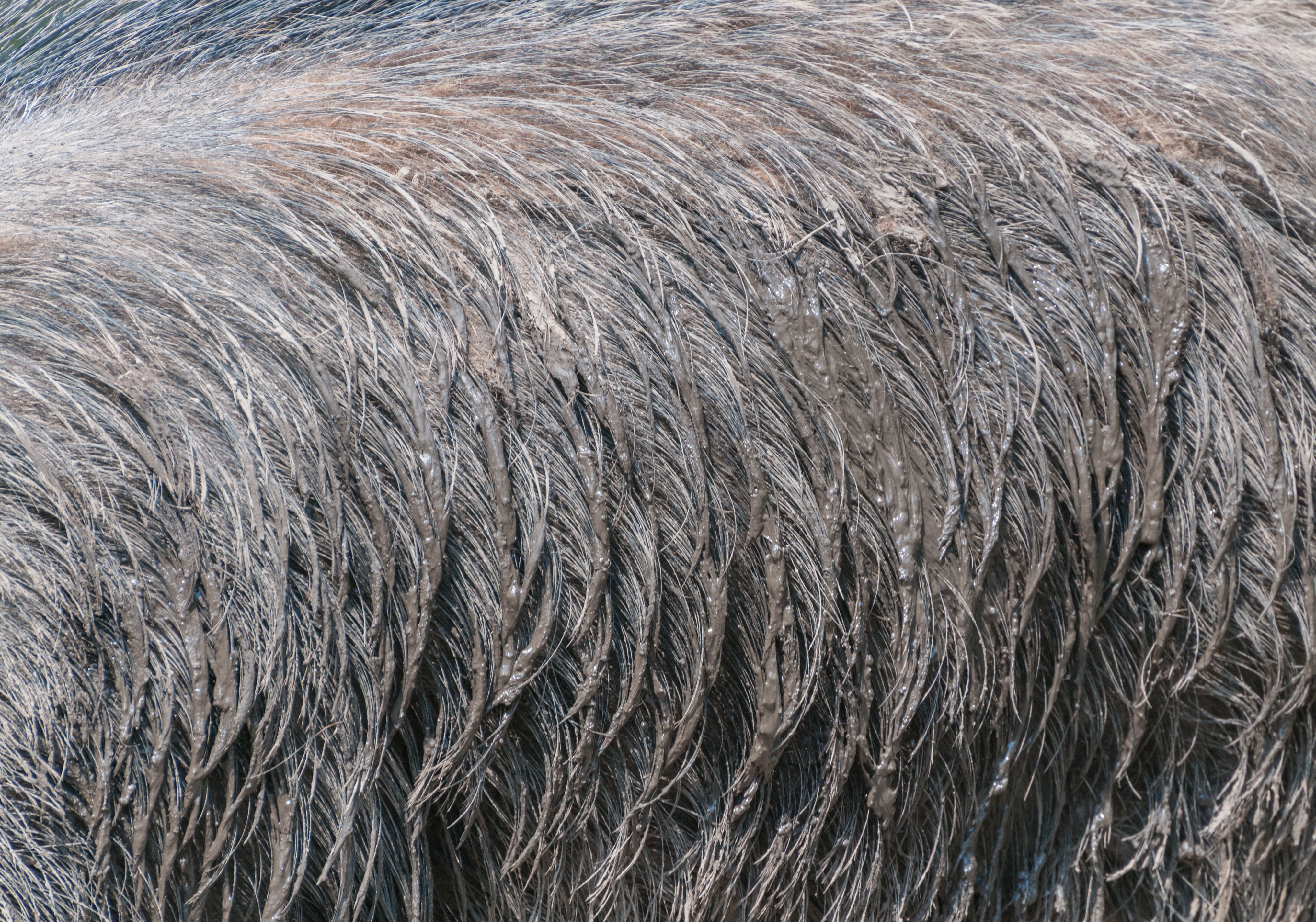 pig, hog, wild, animal themes, field, animal, hair, agriculture, outdoor, high angle view, male, animal hair, swine, tusk, 4K, pattern, wildlife, textured, HD Wallpaper