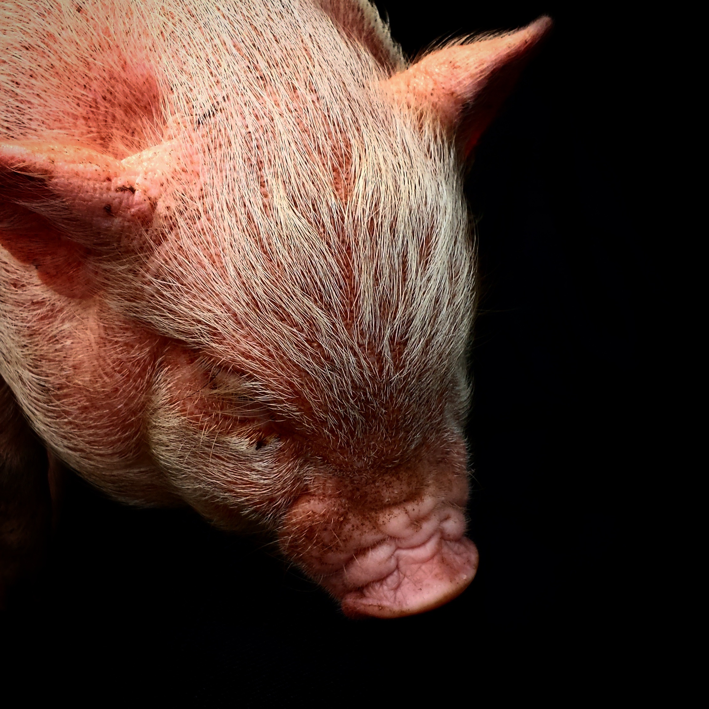 one animal, animal, pig, domestic animals, animal head, pets, no people, mammal, small, indoors, cute, studio shot, snout, young animal, whisker, swine, Phone HD Wallpaper