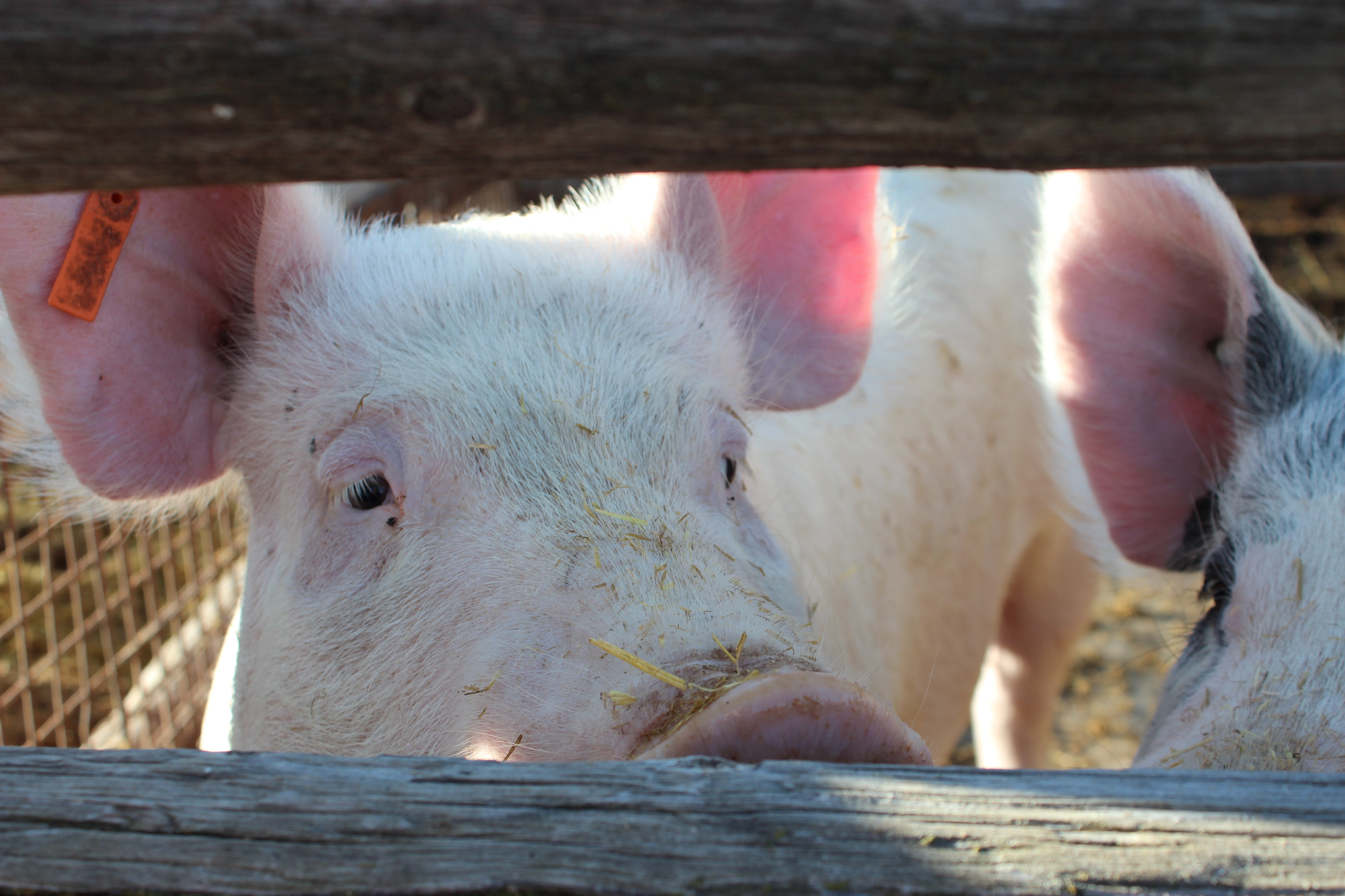 day, hog, domestic animals, pig, fence, livestock, barrier, vertebrate, domestic, farm, boundary, meat, no people, focus on foreground, snout, 5K, herbivorous, HD Wallpaper