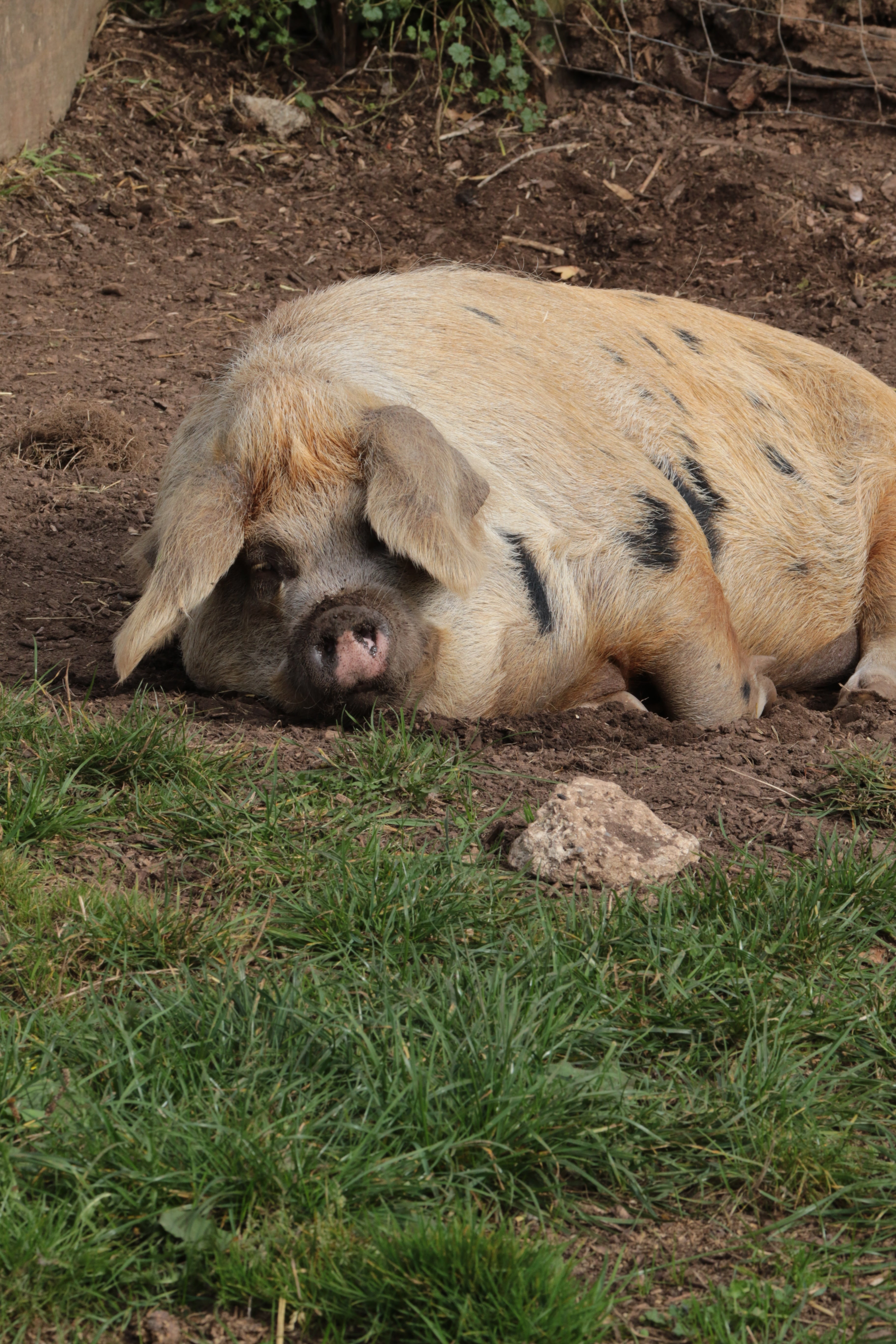 piggy, pig-farm, resting, pink, relaxation, no people, agriculture, outdoors, land, porker, canine, animal family, boar, nature, piglet, field, livestock, Phone HD Wallpaper