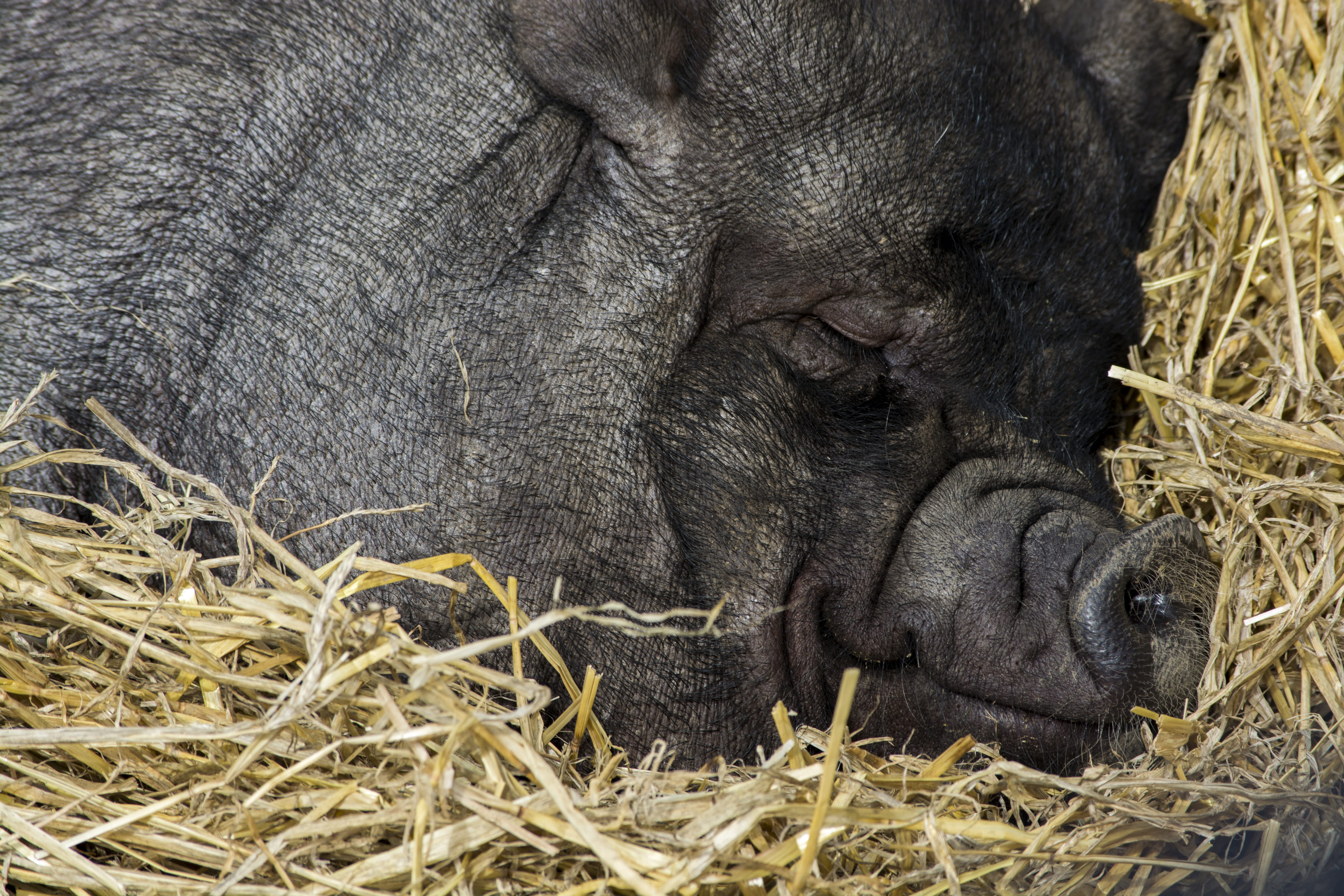 close, mammal, relaxed, close-up, relaxation, animal wildlife, one animal, 5K, swine, plant, no people, animal body part, content, hog, eyes closed, nature, HD Wallpaper