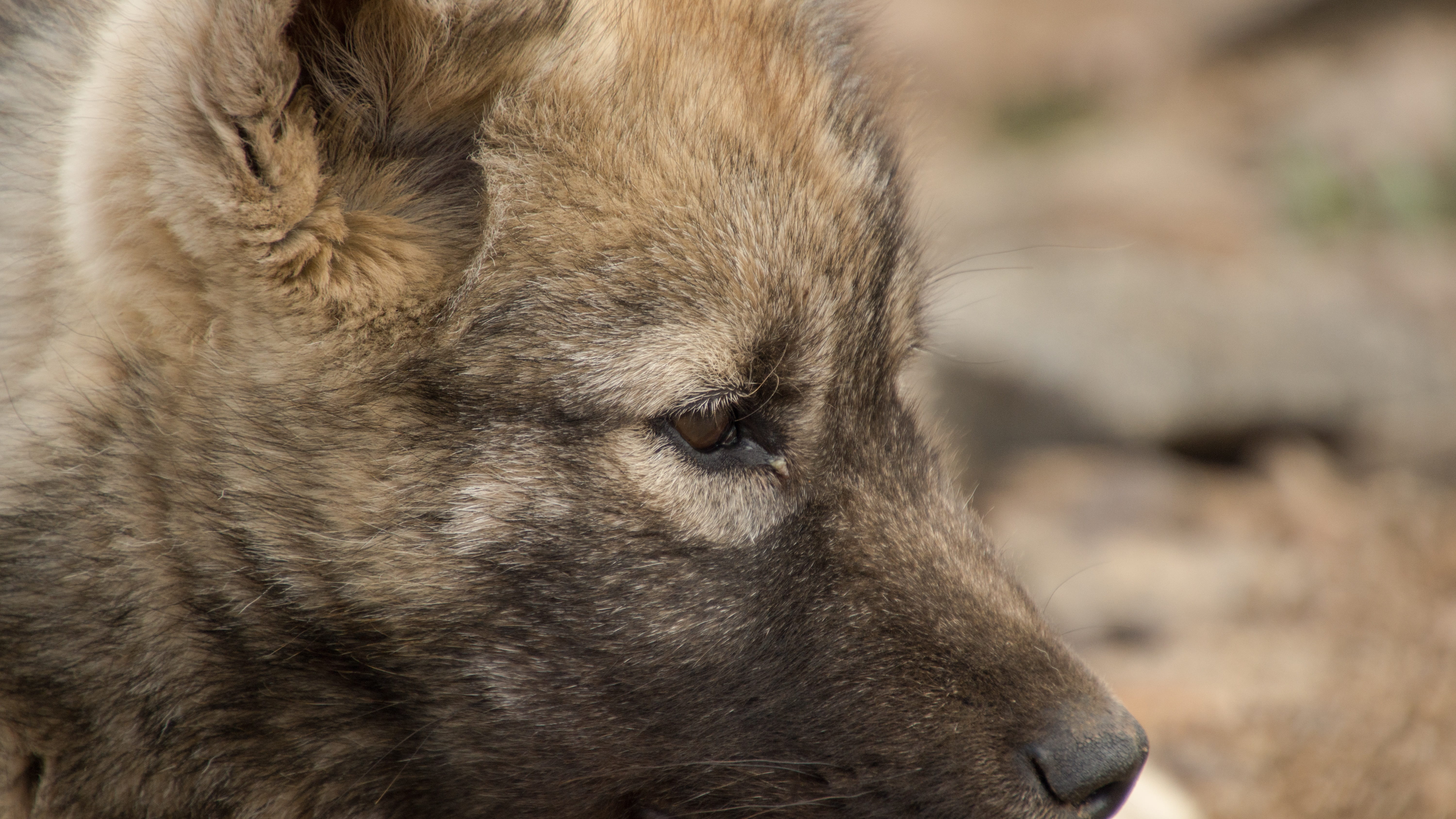 arctic, puppy, greenland dog, looking, looking away, animal head, wildlife, animal, portrait, no people, animals hunting, animals in the wild, relaxation, HD Wallpaper