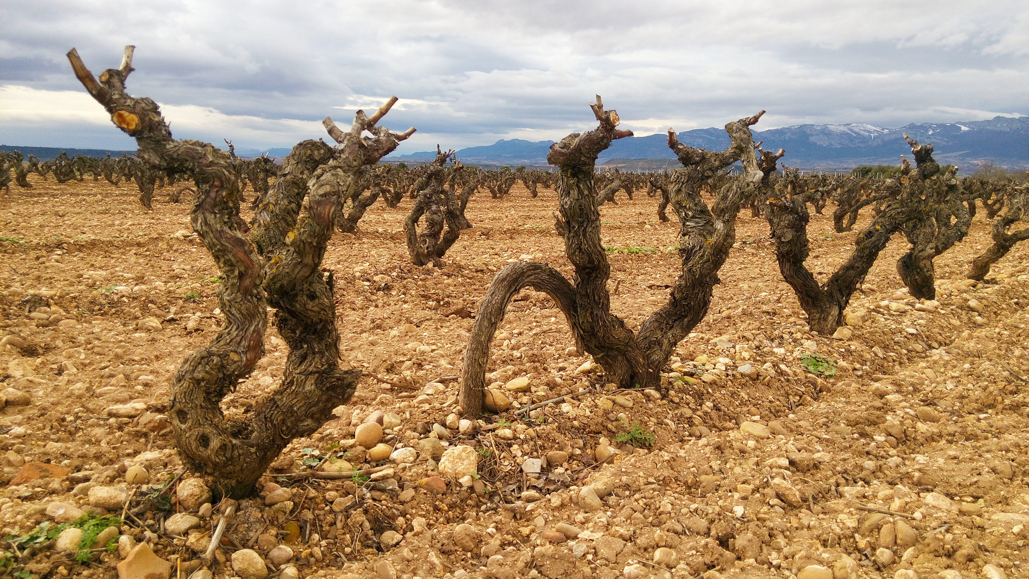 cloud - sky, clouds, non-urban scene, winery, wine, no people, environment, nature, succulent plant, dead plant, day, Grape, black, tranquility, semi-arid, HD Wallpaper