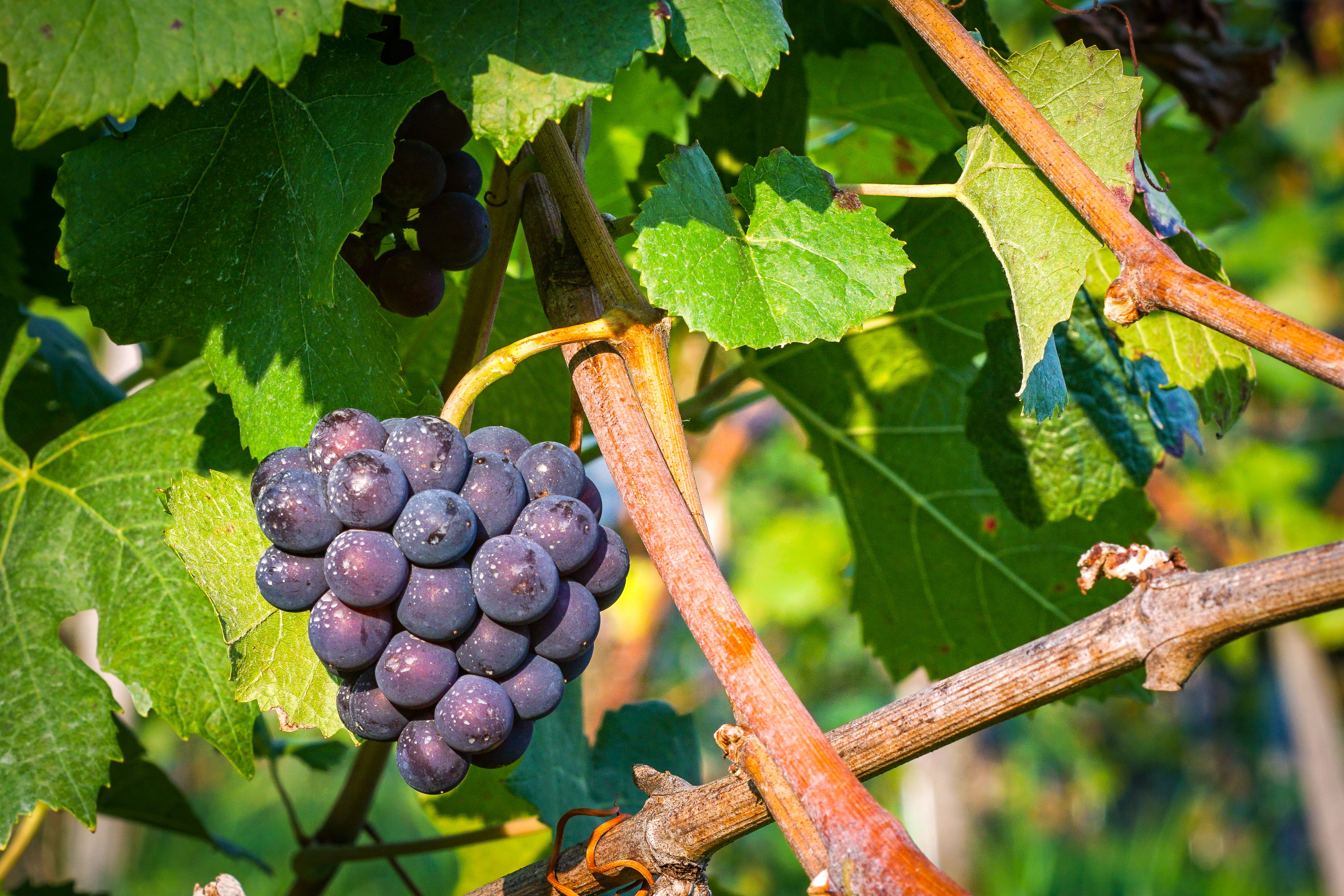 winemaking, food and drink, freshness, 4K, berry fruit, fruit, ivy, annonaceae, foliage, growth, switzerland, ripe, healthy eating, plant part, produce, HD Wallpaper
