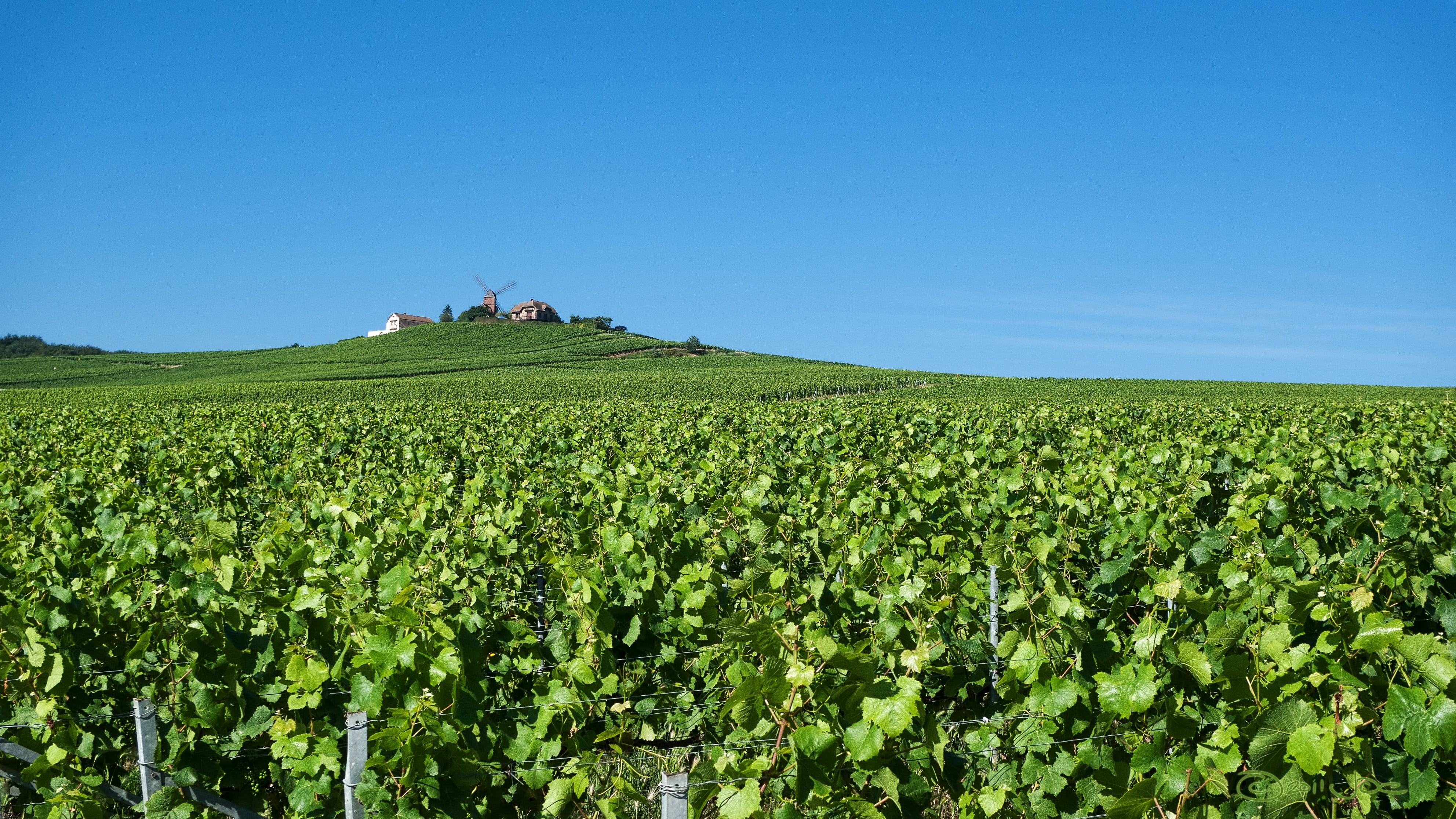 french, horizon, vine, sky, verzenay, countryside, outdoors, food and drink, field, grapes, rural scene, 4K, rural, land, agricultural, beauty in nature, HD Wallpaper