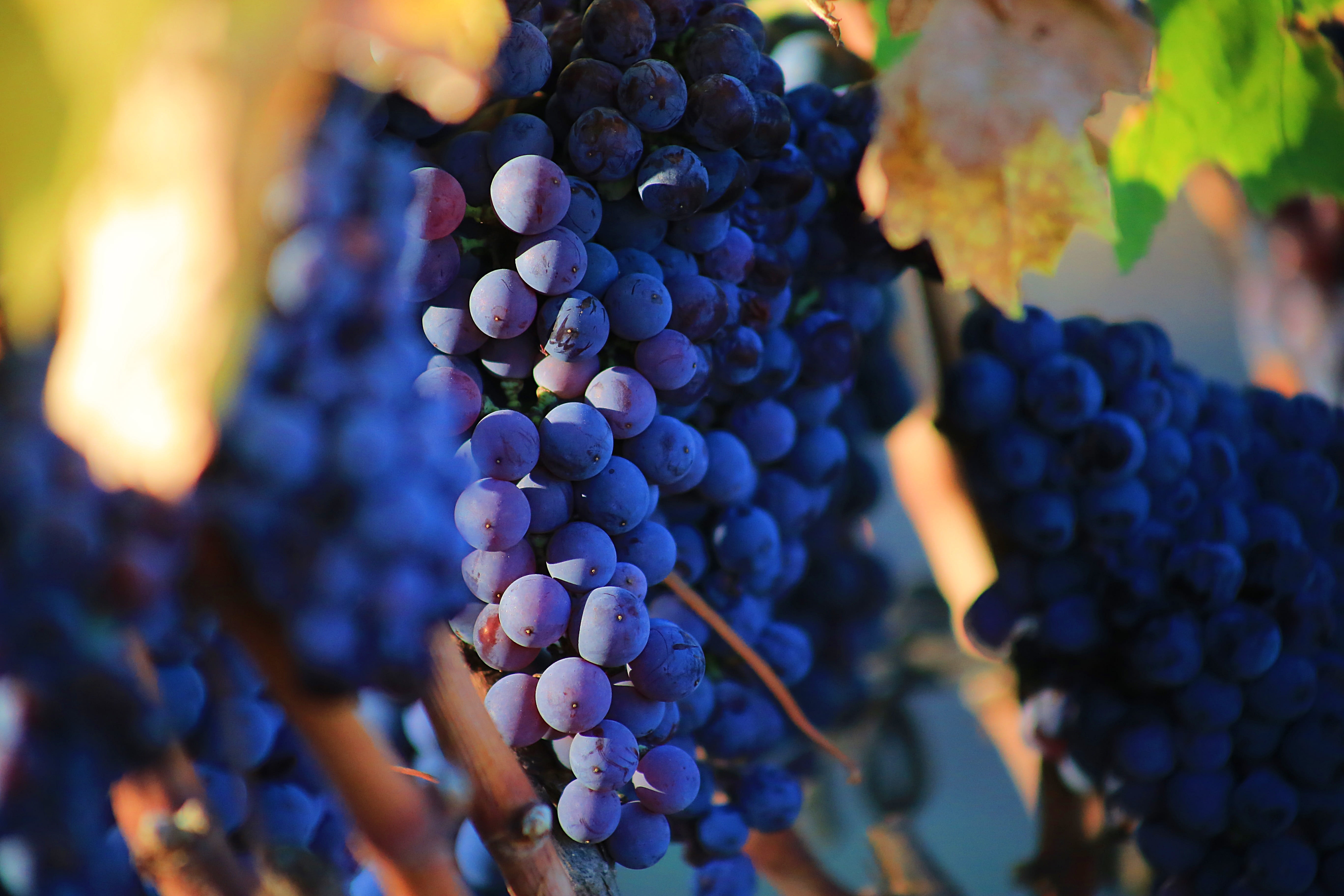 purple, texture, harvest, sweet, wellbeing, healthy eating, fruit, countryside, food, grape, home, summer, nature, crop, beauty in nature, food and drink, HD Wallpaper