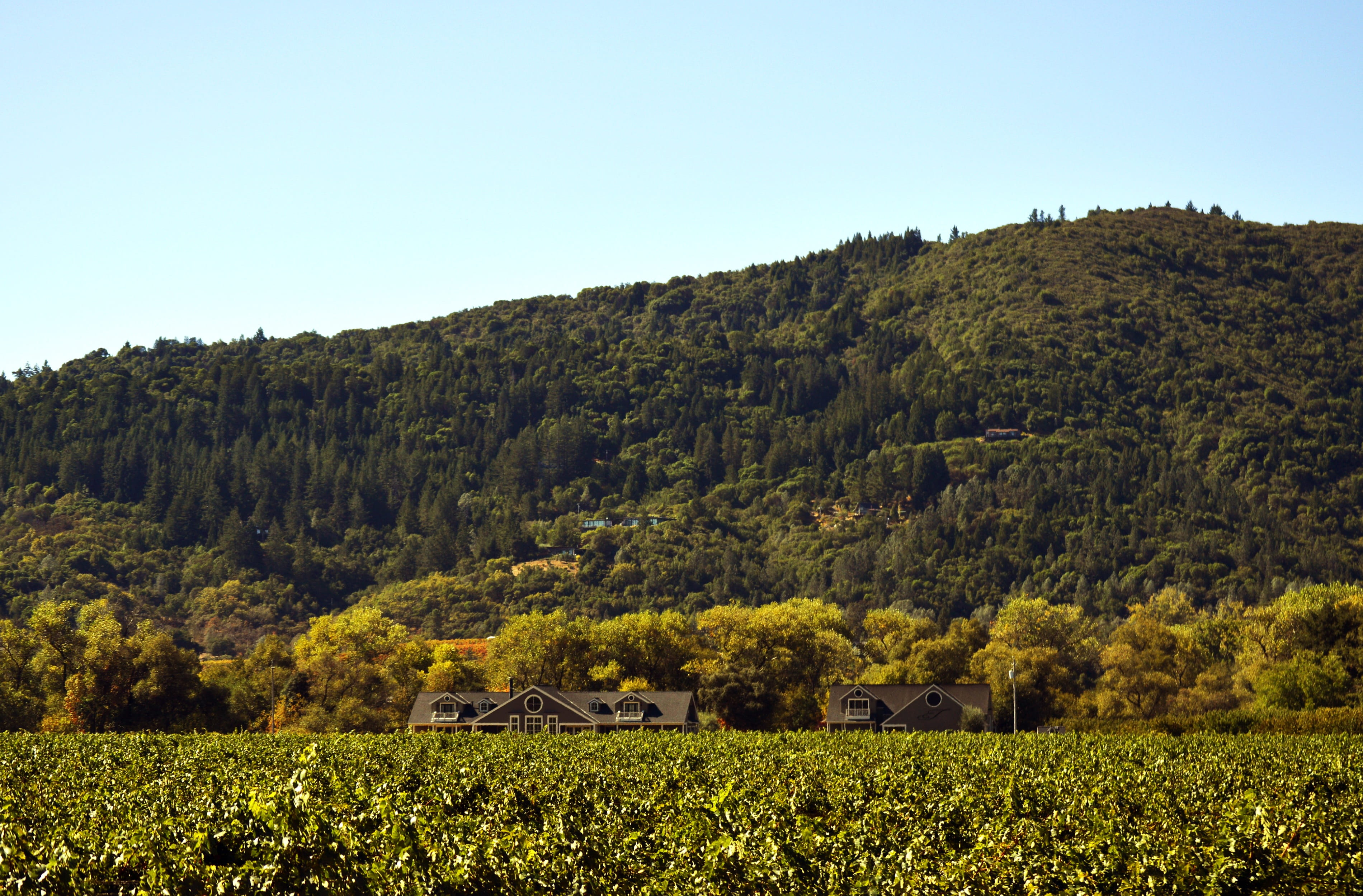 beauty in nature, scenic, plant, viticulture, hills, non-urban scene, environment, hill, dry creek, 2K, scenics - nature, farming, ava, country, outdoors, HD Wallpaper