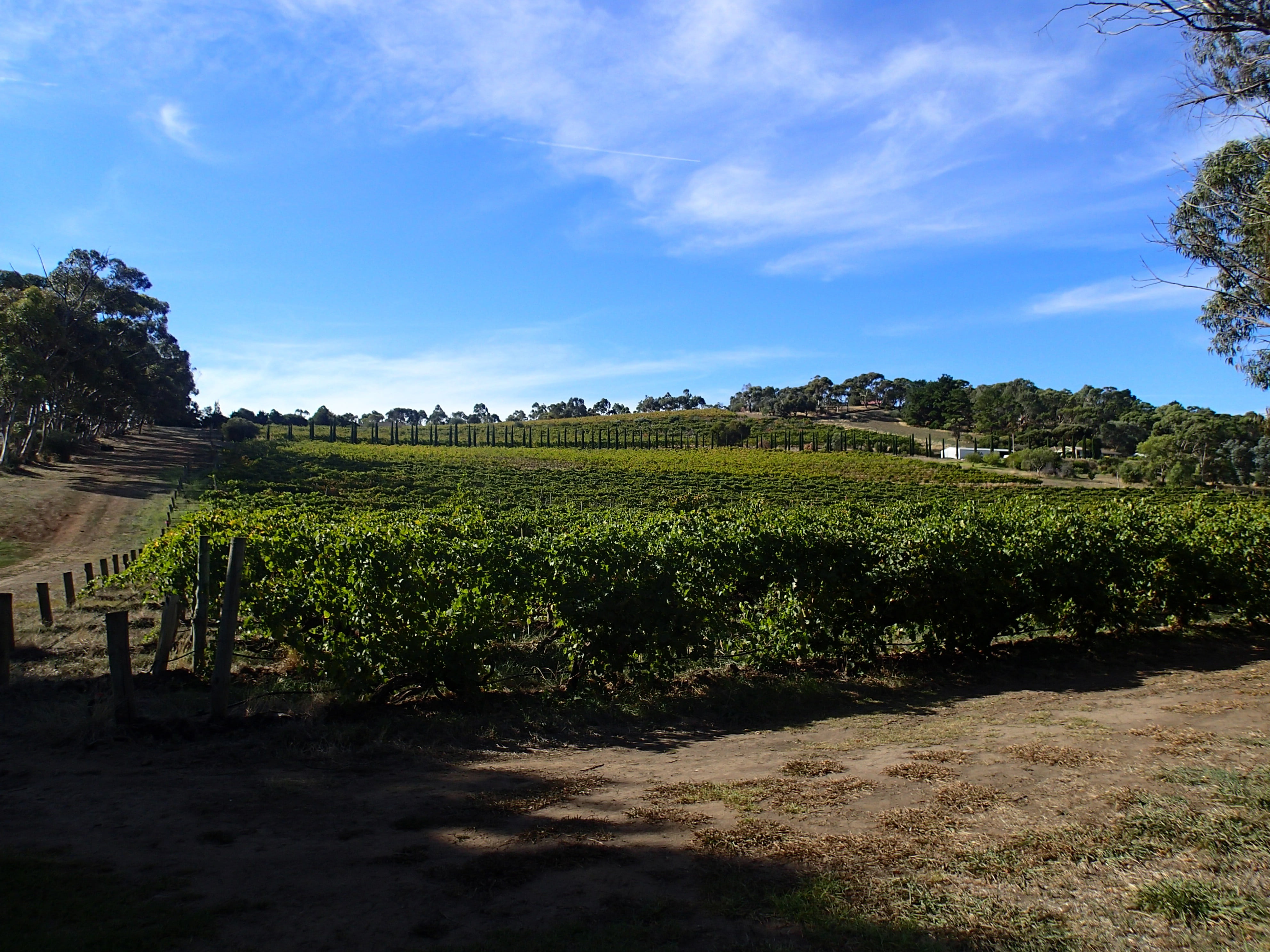 architecture, australia, plantation, cloud - sky, wine, field, building, wood, farm, australian vineyards, agriculture, plant, vine, grapes, winemaking, HD Wallpaper