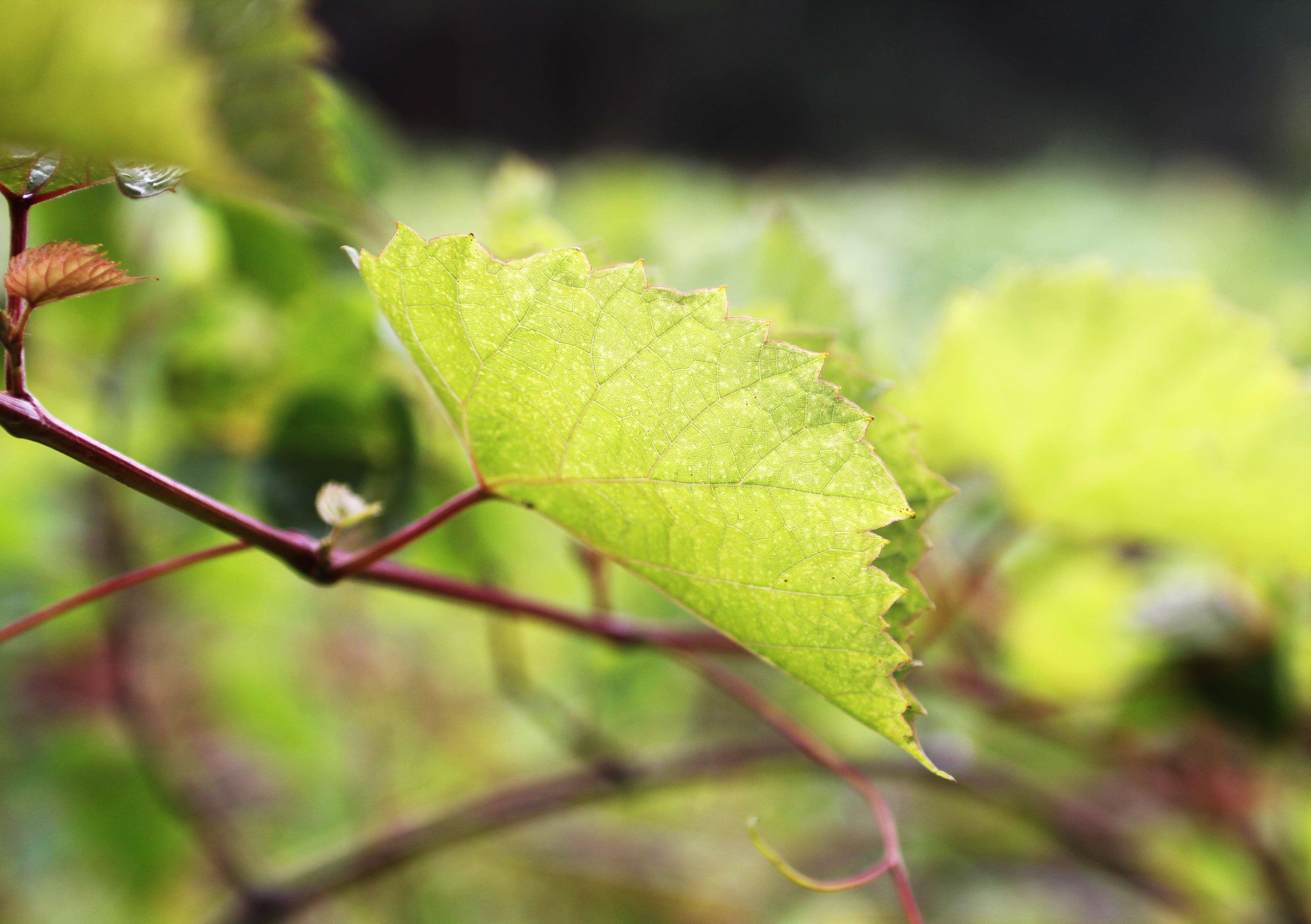 day, leaf, outdoors, plant, fragility, sunlight, green color, close-up, 4K, tree, beauty in nature, growth, plant part, nature, focus on foreground, leaf vein, HD Wallpaper