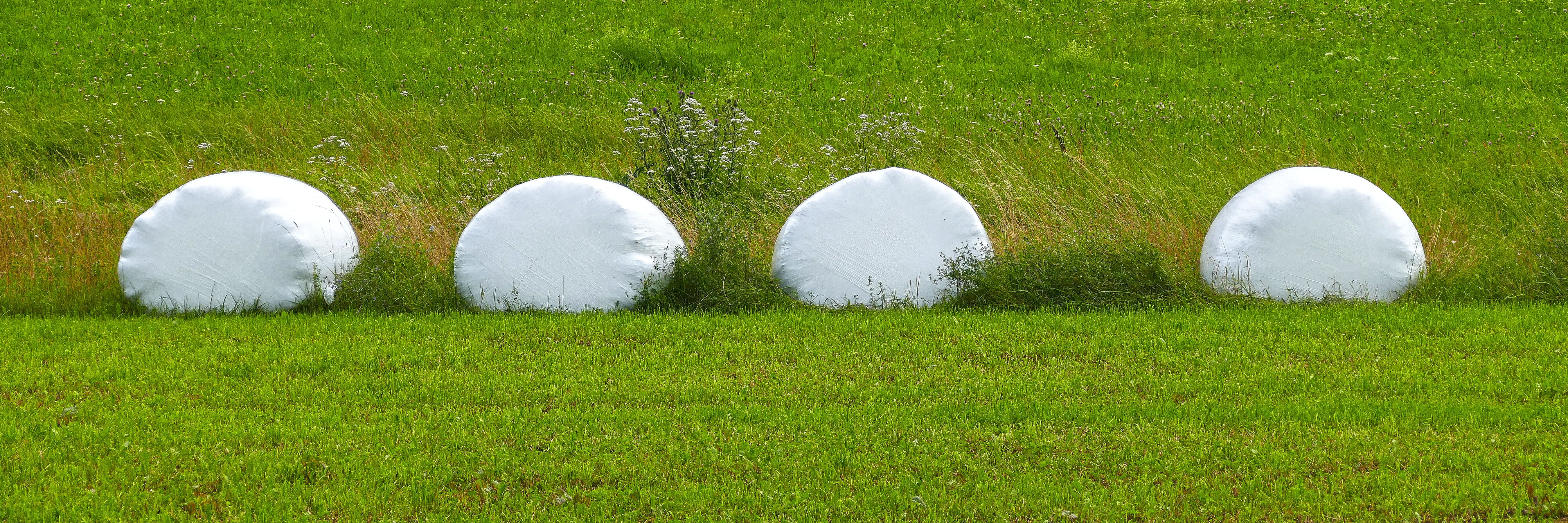 agriculture, lawn, land, films, gärfutter feed, grassland, wrapped up, nature, rural scene, lush foliage, bale, preserved, lactic acid fermentation, packed, HD Wallpaper