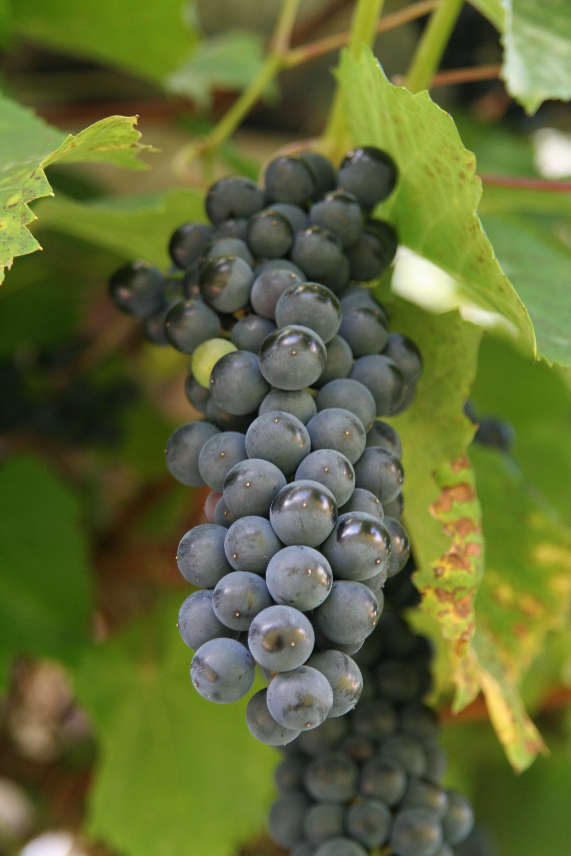 berry fruit, summer, plant part, grapes, vineyard, outdoors, viticulture, Cluster, autumn, mature, food, wellbeing, Vintage, agriculture, winery, 2K, farm, Phone HD Wallpaper