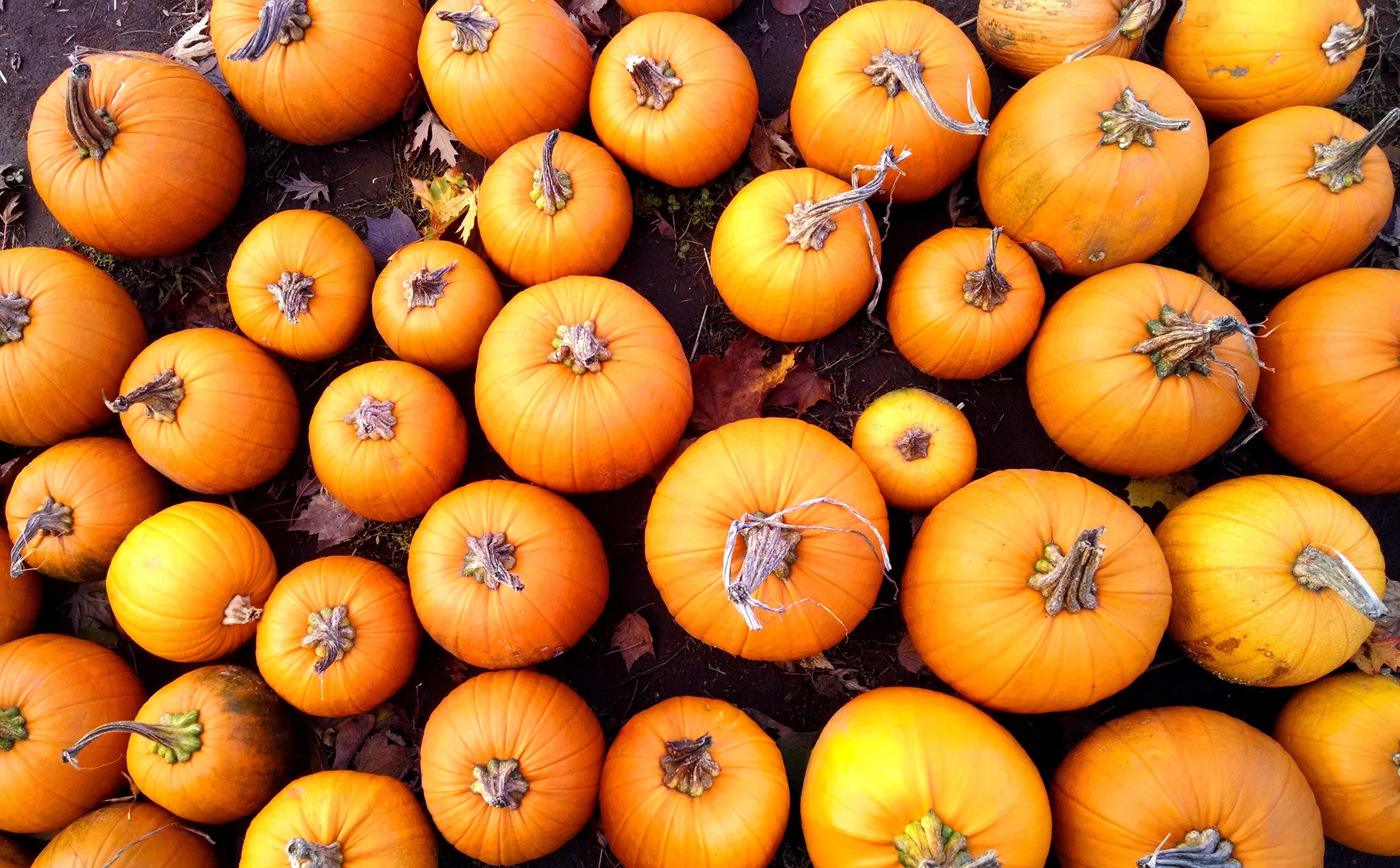 wellbeing, halloween, food, celebration, day, healthy eating, nature, agriculture, full frame, harvest, pumpkin, freshness, fill, seasonal, organic, no people, HD Wallpaper