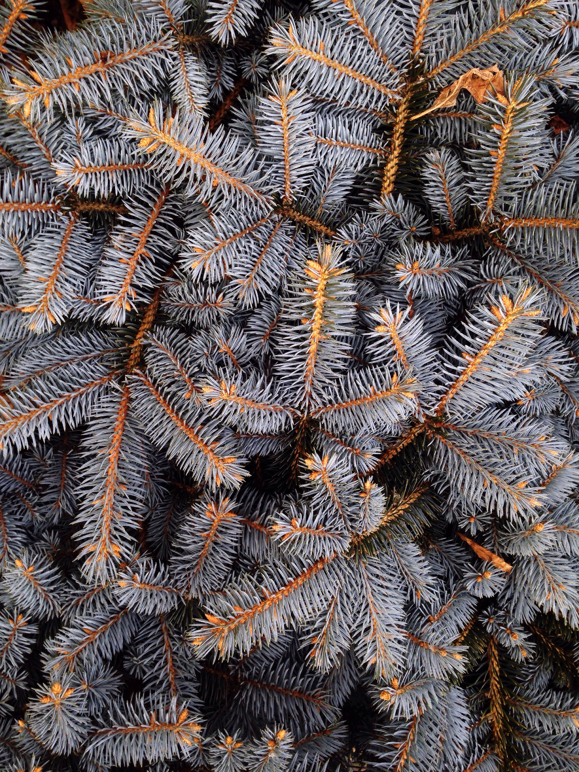 fill, pine, no people, beauty in nature, 2K, warm clothing, high angle view, snow, frame, pattern, full frame, leaf, growth, closeup, winter, photograph, Phone HD Wallpaper