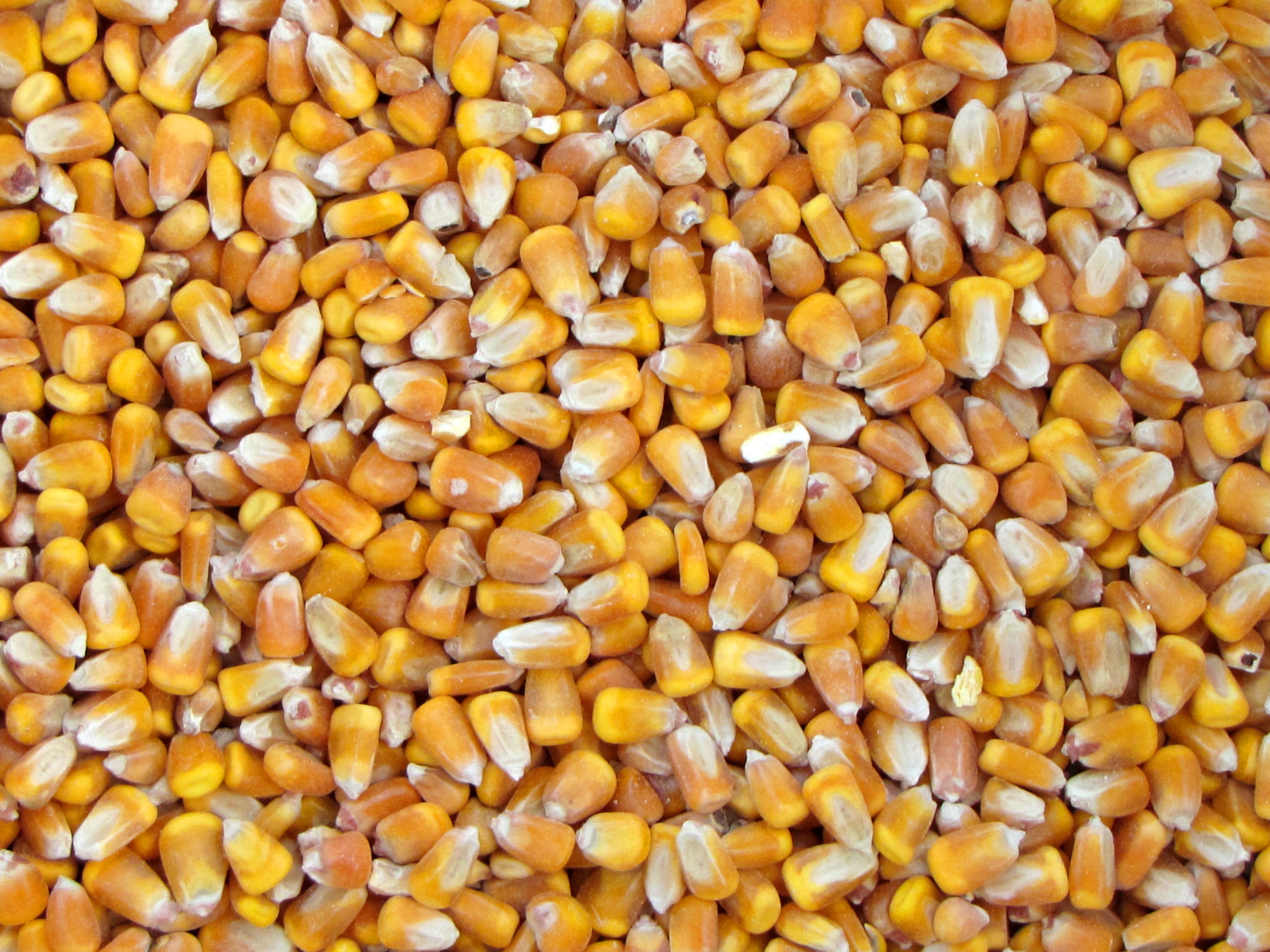 vegetarian food, raw food, yellow, close-up, corn, 4K, snack, fill, frame, bits, cereal plant, large group of objects, seed, food and drink, agriculture, HD Wallpaper