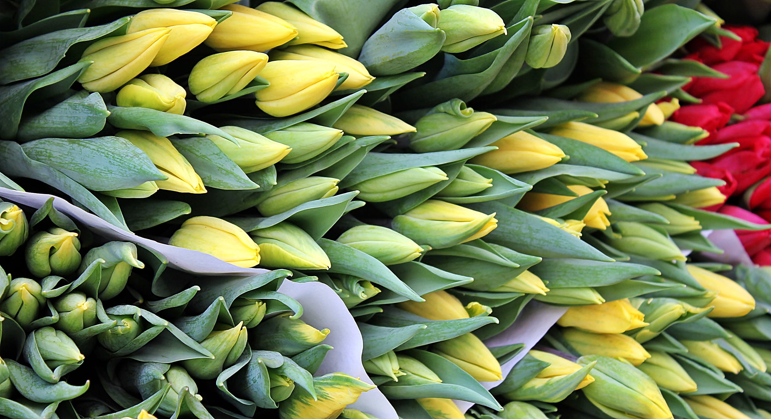 freshness, bunch of flowers, fill, sale, high angle view, large group of objects, full frame, 1080P, healthy eating, spring, photography, red, tulips, HD Wallpaper