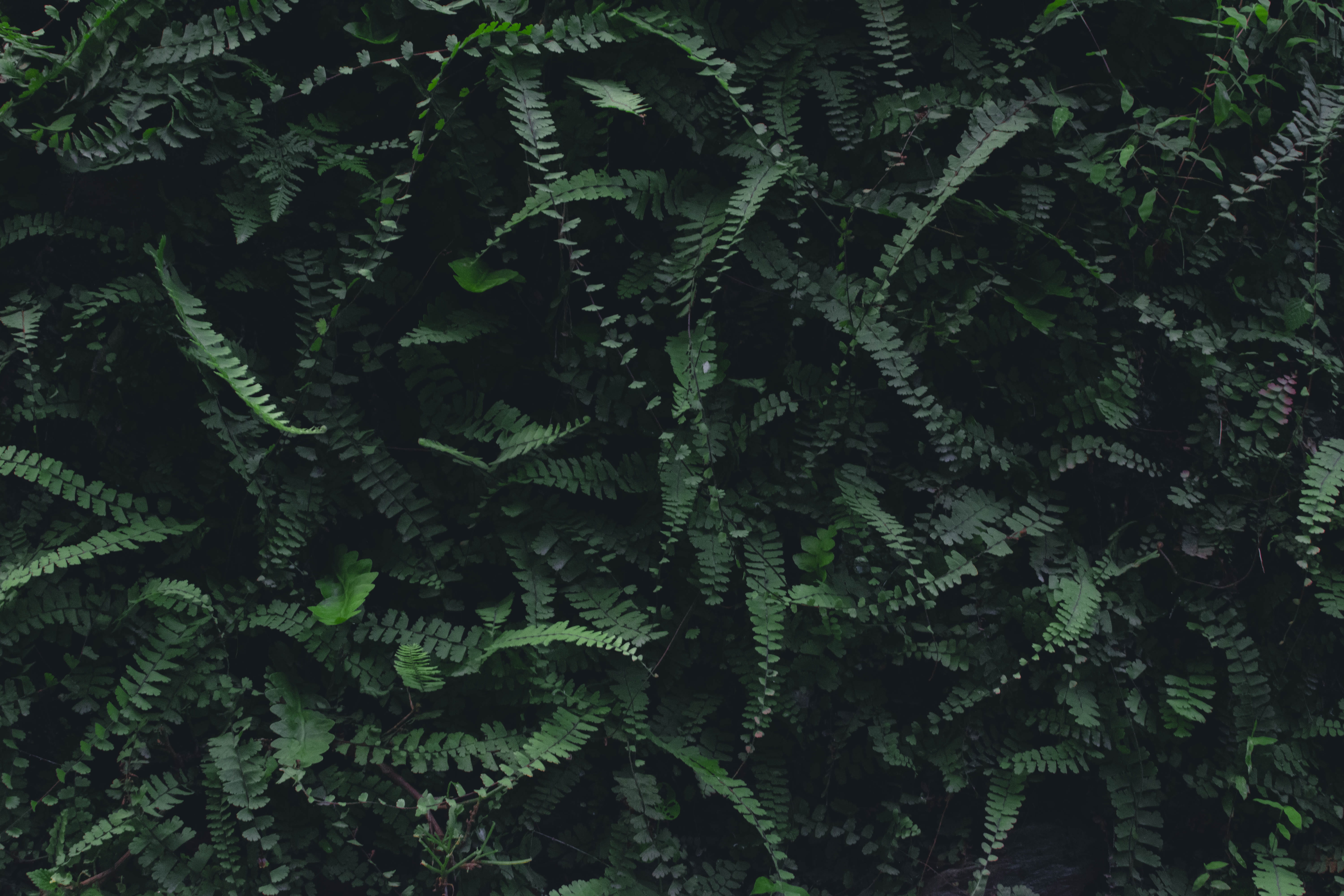 leaf, day, tranquility, backgrounds, photography, coniferous tree, botany, pattern, green, foliage, nature, orchids, natural pattern, 5K, beauty in nature, HD Wallpaper