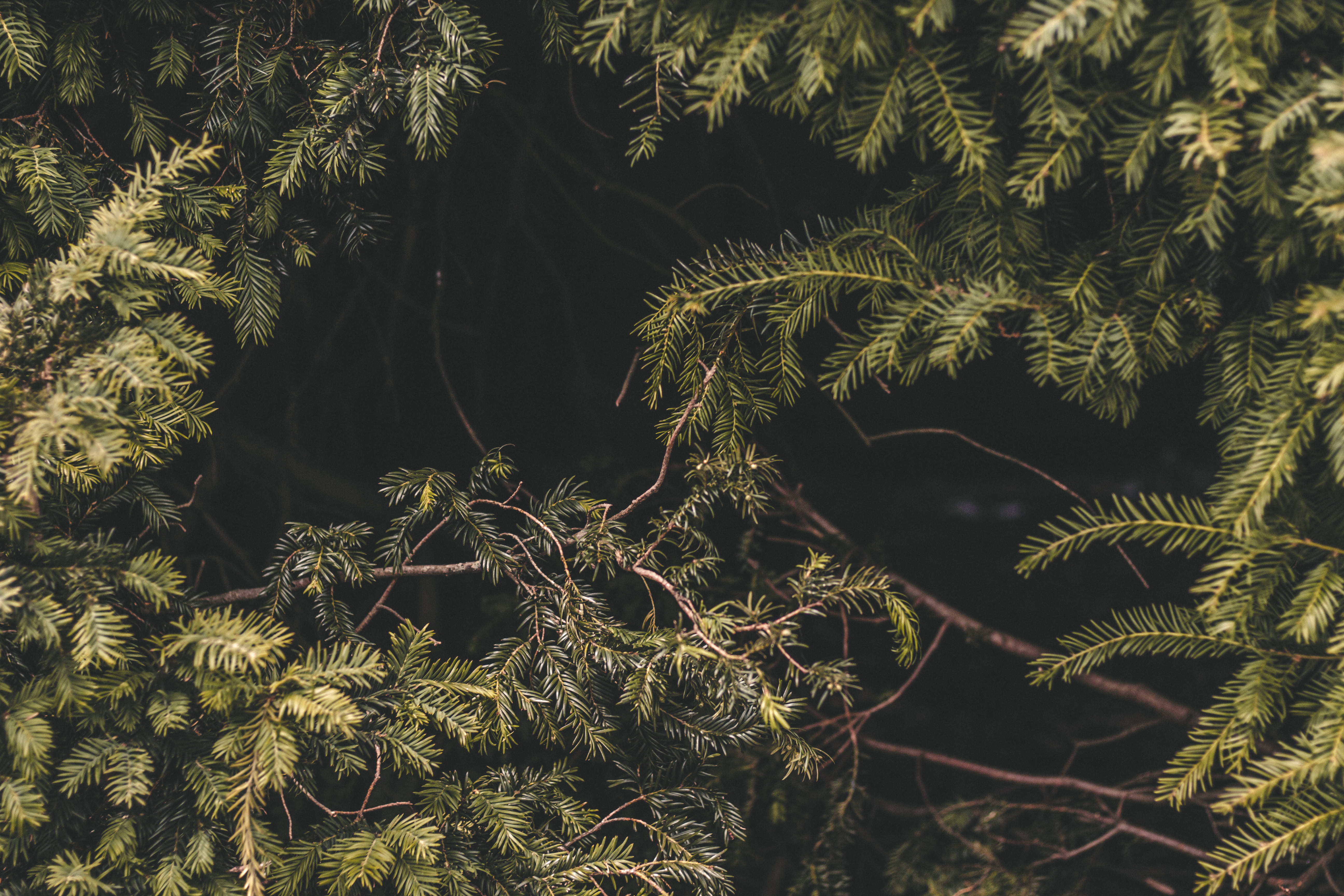 day, green, 5K, celebration, season, leafe, leafed, dryd, pattern, branch, advertisement, lively, abstract, evergreen Tree, love, spruce Tree, HD Wallpaper