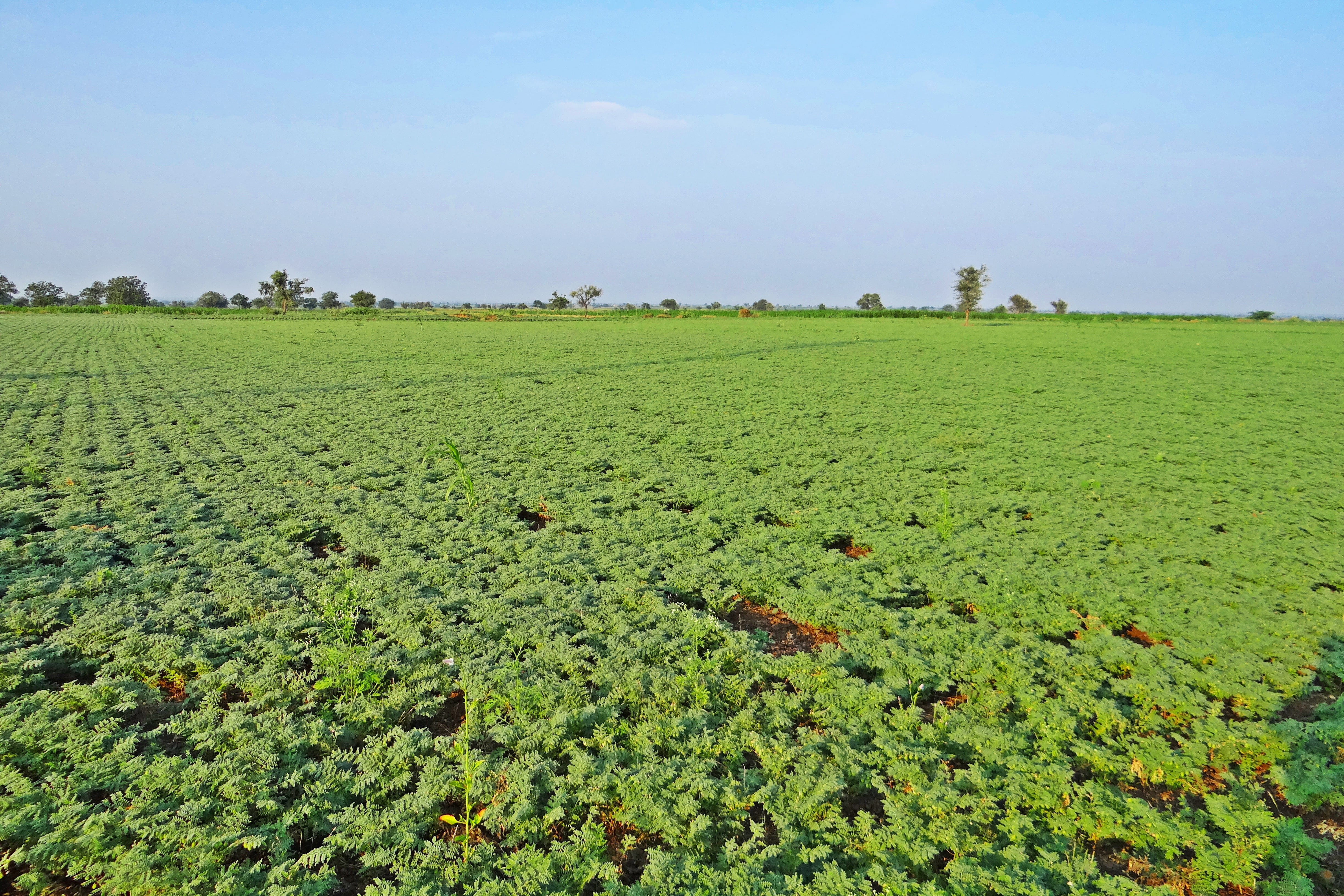 beauty in nature, tranquility, 4K, rural scene, farm, growth, plantation, outdoors, green color, cicer arietinum, sky, no people, tree, environment, india, HD Wallpaper