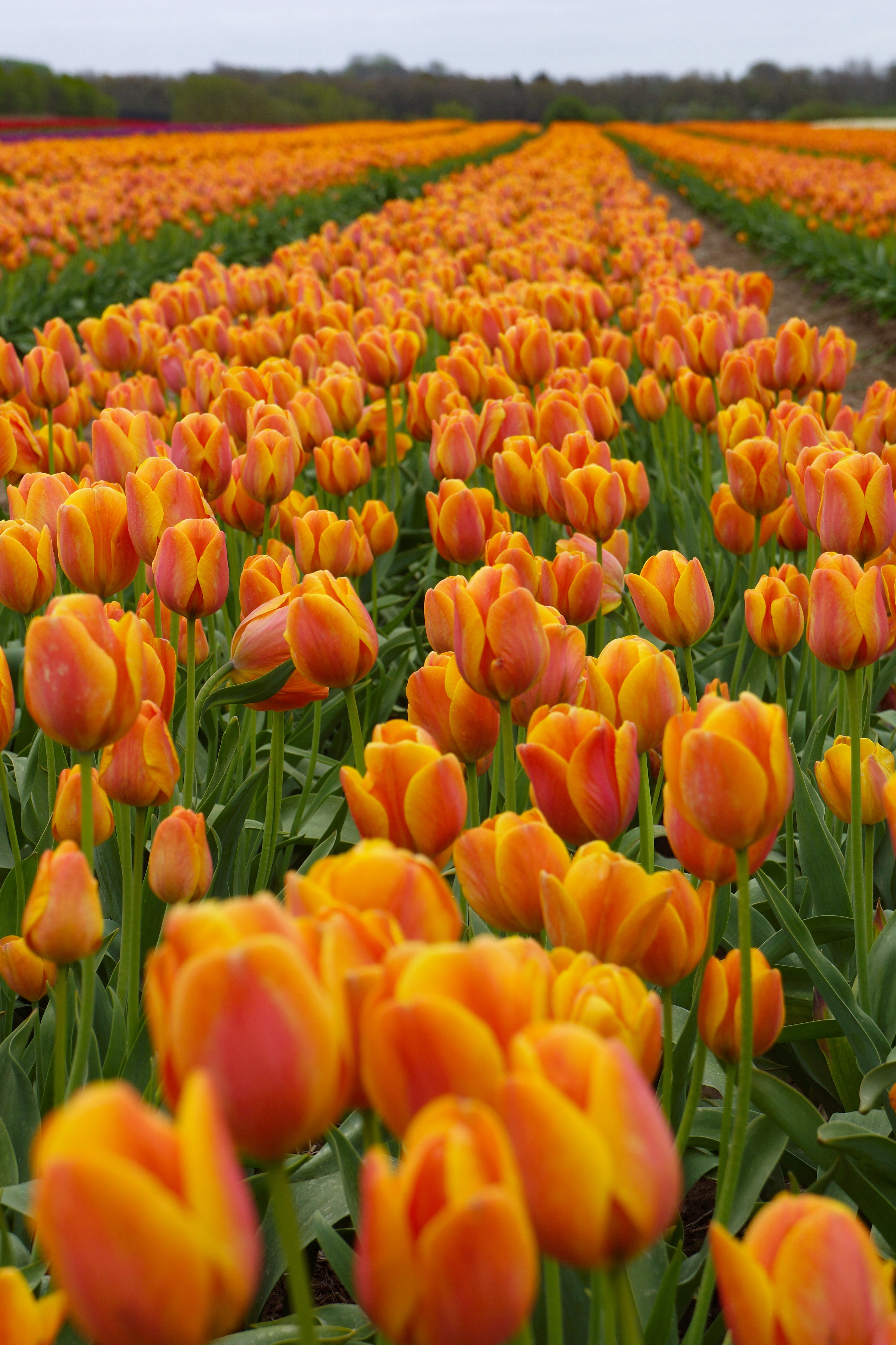tulip, rural scene, gram, 5K, springtime, close-up, tulips, land, orange, petal, freshness, plant, mark, agriculture, abundance, landscape, outdoors, vulnerability, Phone HD Wallpaper