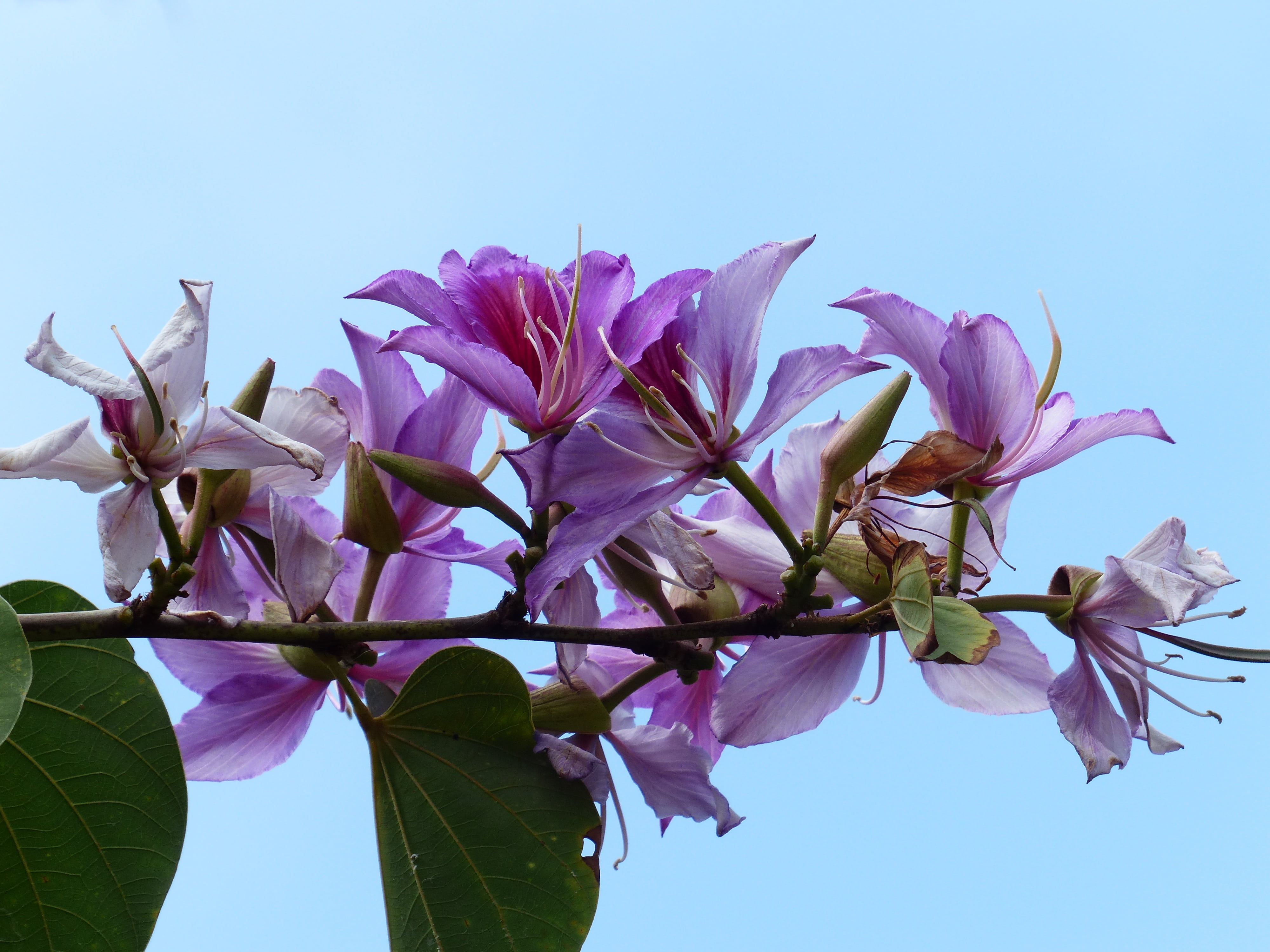 fragility, petal, pollen, inflorescence, flowers, flowering plant, flower Head, freshness, low angle view, nature, leaf, beauty in nature, bauhinia, legume, HD Wallpaper