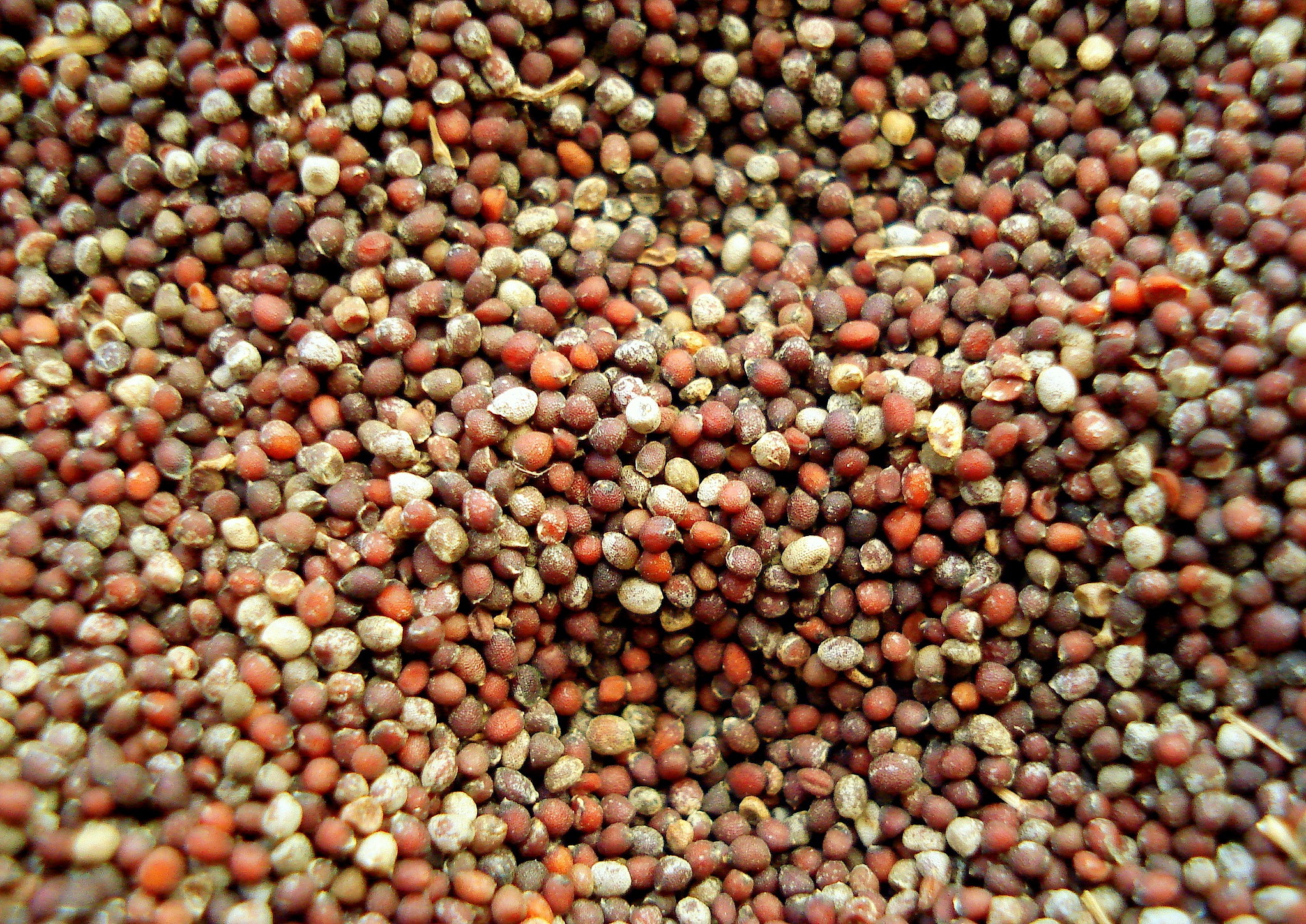 full frame, food, legume, brown, for sale, 1080P, day, red, bean, mustard, spice, pepper - Seasoning, nut, seed, healthy eating, dry, no people, food and drink, HD Wallpaper