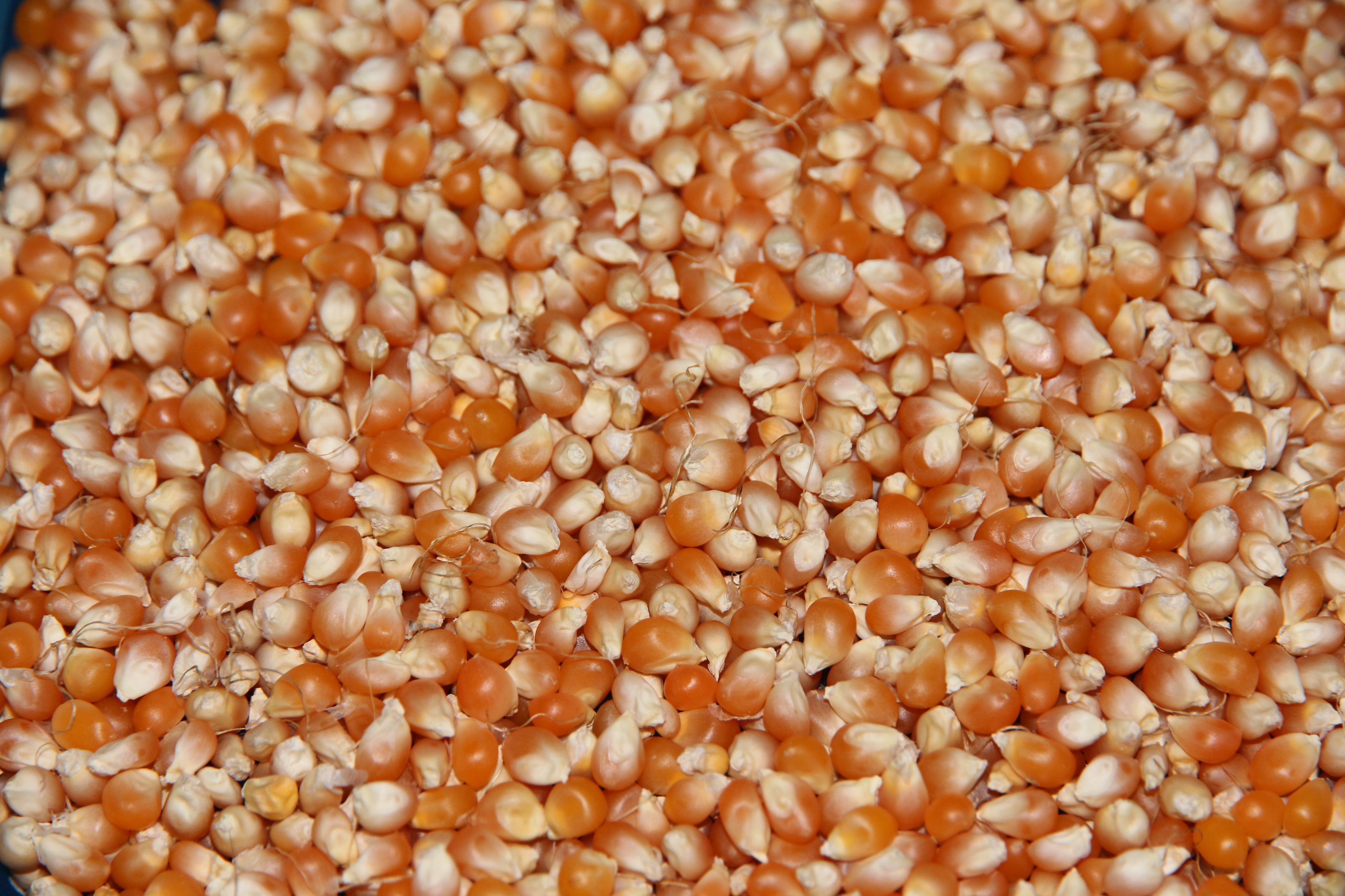wellbeing, large group of objects, seed, grain, healthy Eating, grain corn, closeup, crop, orange, background, dry, organic, agriculture, freshness, food, HD Wallpaper