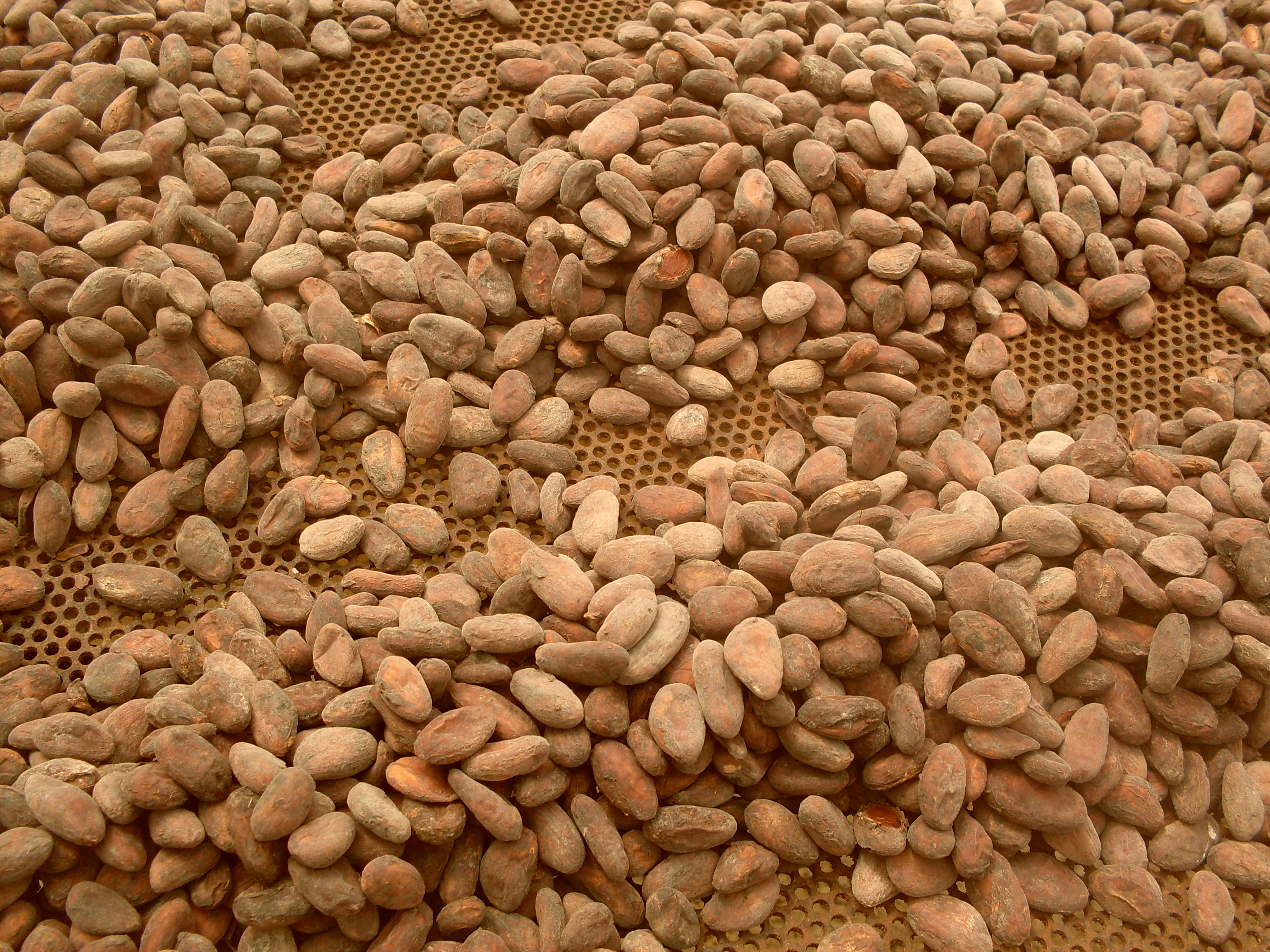full frame, legume family, healthy eating, close-up, high angle view, cocoa beans, raw food, no people, cocoa production, indoors, food and drink, brown, HD Wallpaper