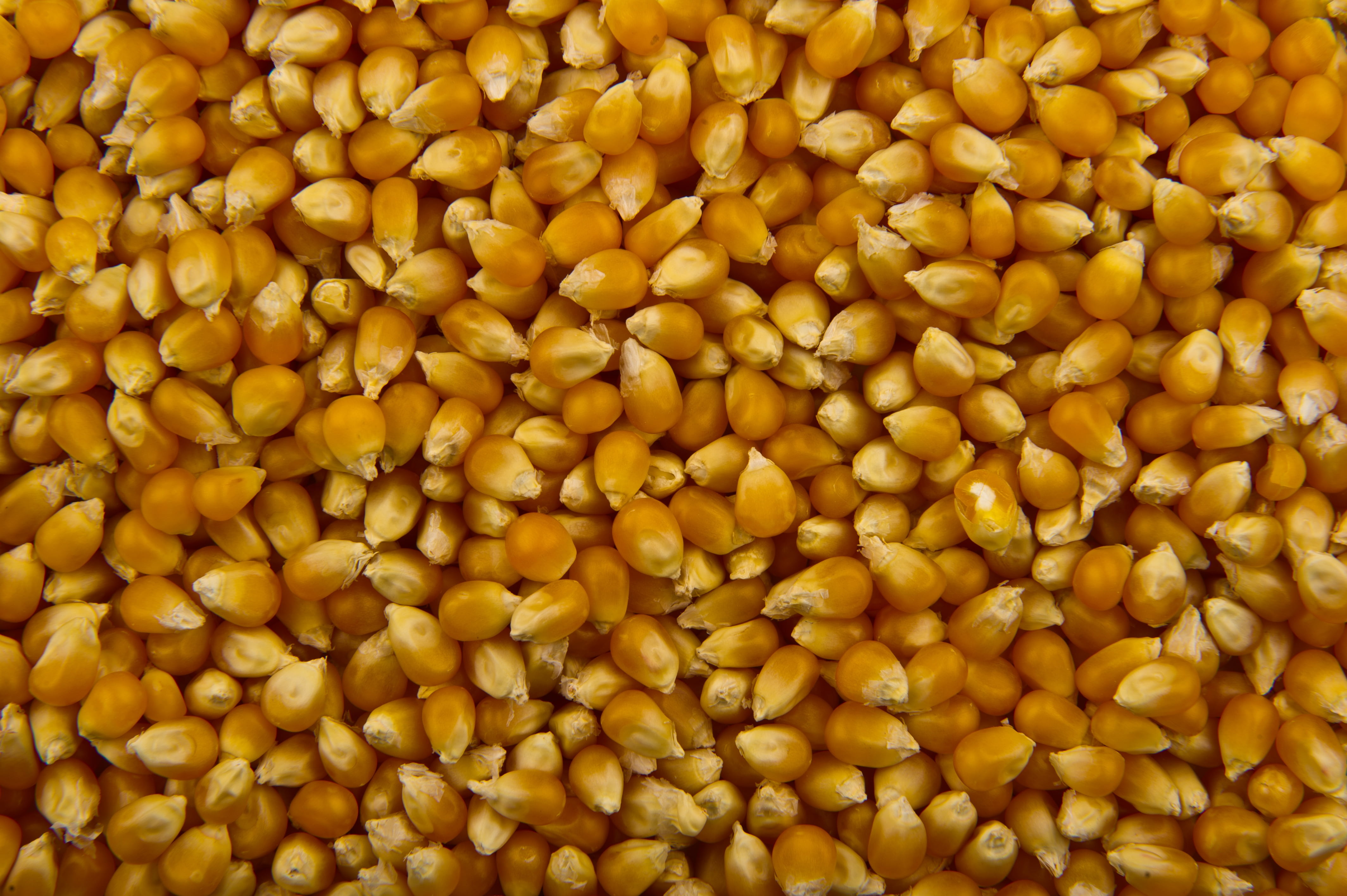 popcorn, healthy Eating, brown, no people, food, still life, eating, food and drink, high angle view, 4K, large group of objects, vegetable, nature, indoors, HD Wallpaper