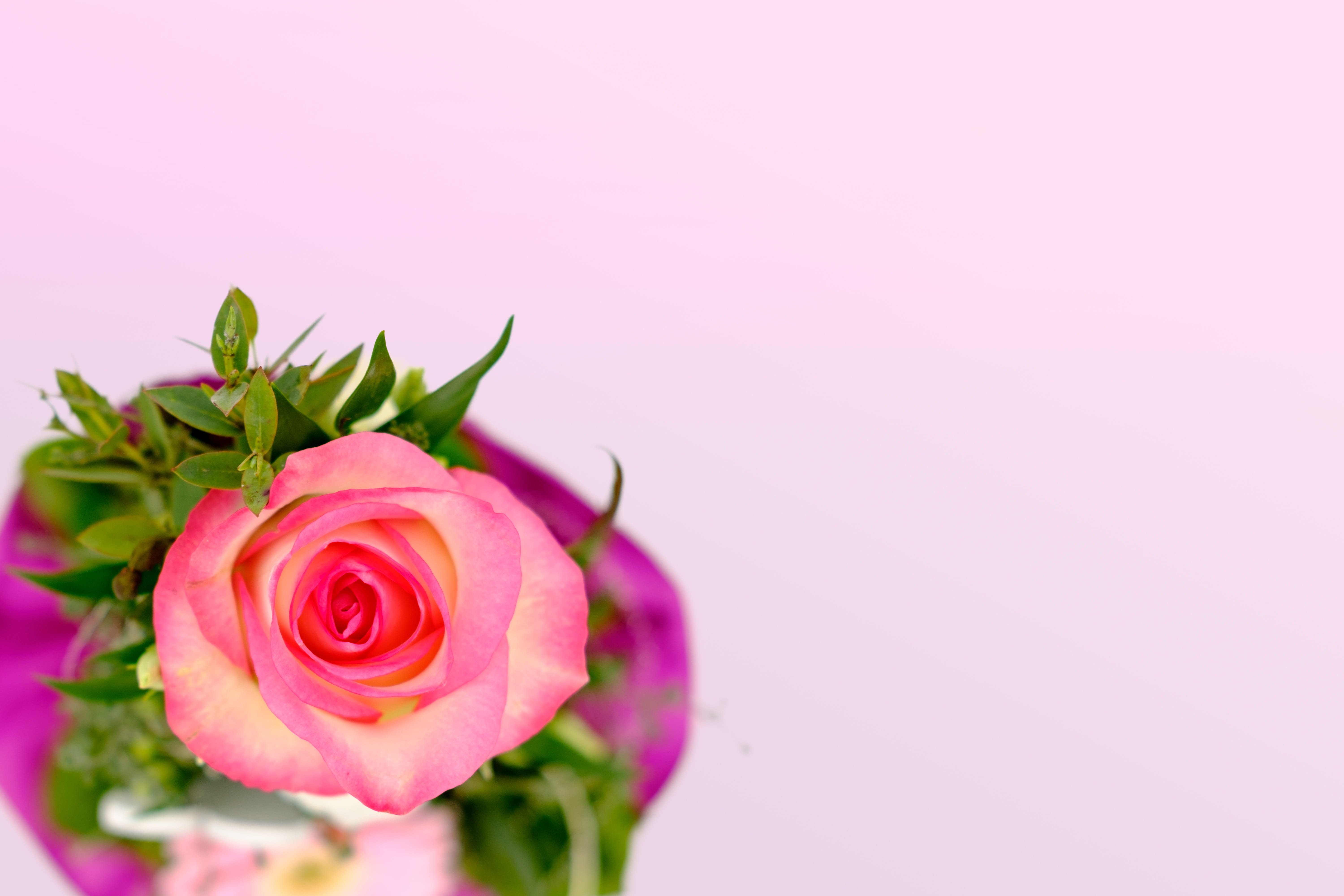 flower head, postcard, flowering plant, copy space, love, blossom, pink background, colored background, romance, map, pink color, petal, bloom, flowers, HD Wallpaper