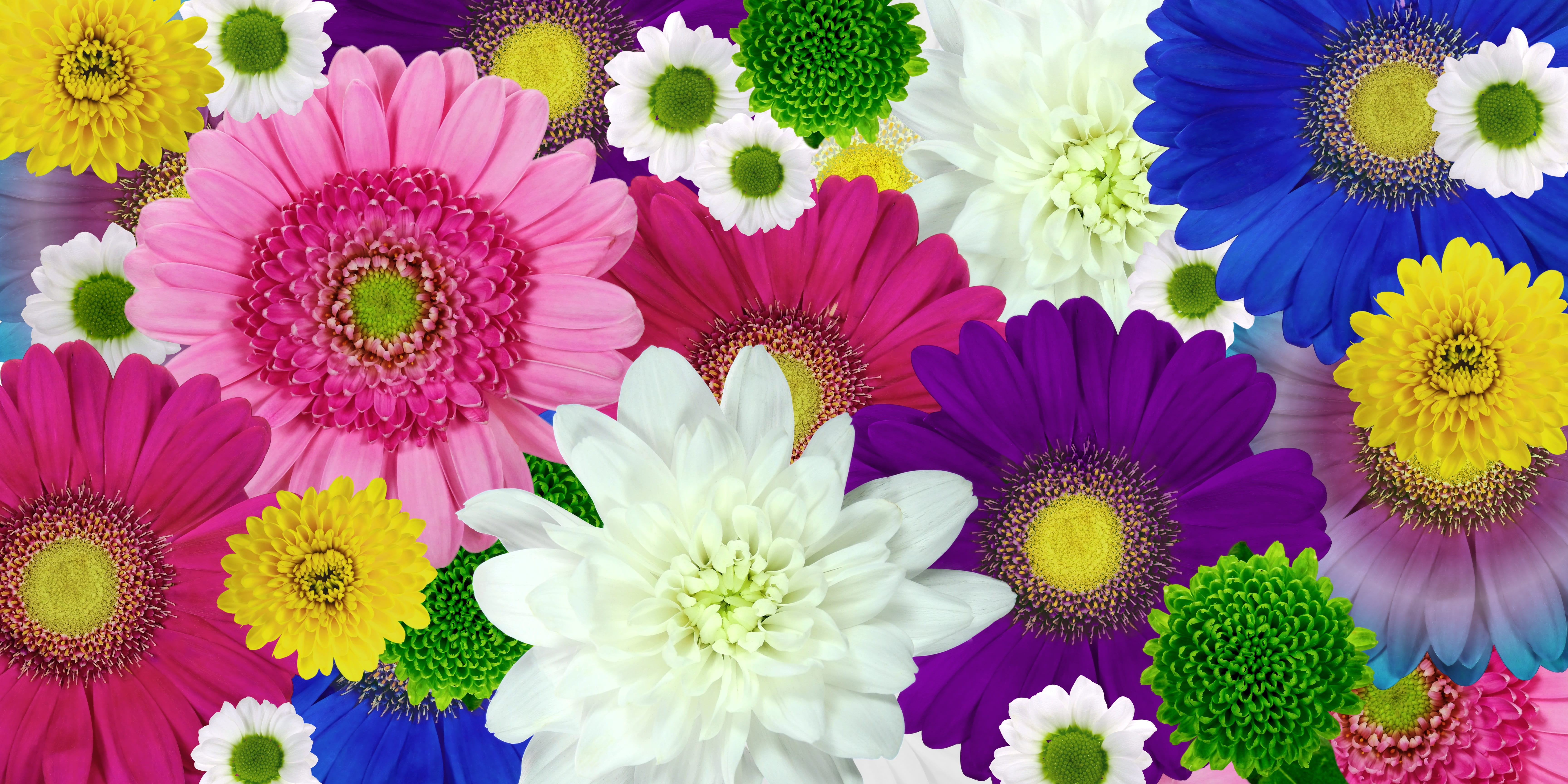 postcard, 5K, flower, purple, no people, mothers day, background, spring, inflorescence, nature, freshness, variation, lot, plant, growth, blossom, choice, HD Wallpaper