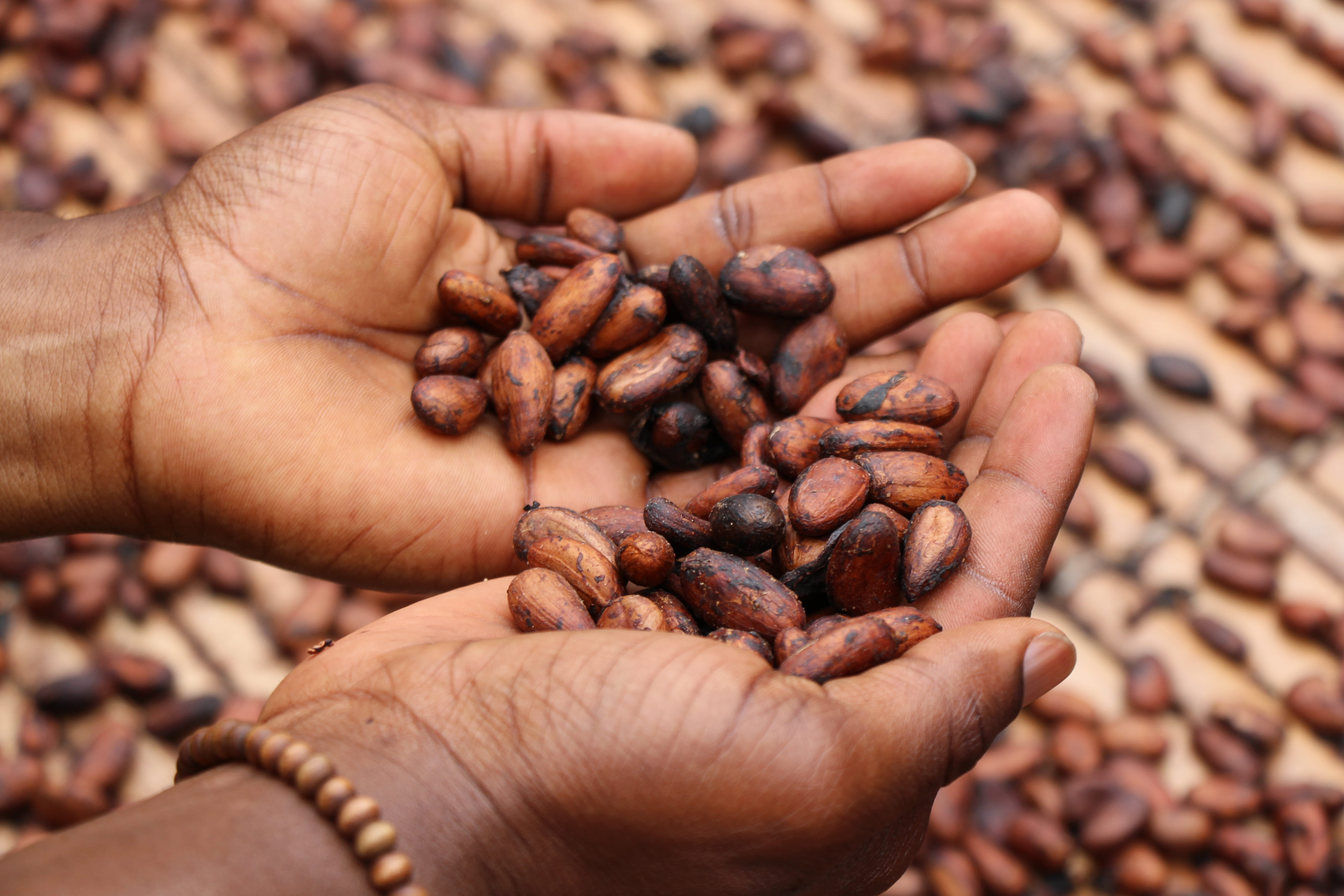 brown, large group of objects, natural, kernel, uncooked, food and drink, human hand, holding, human body part, one person, beans, food, african american, HD Wallpaper