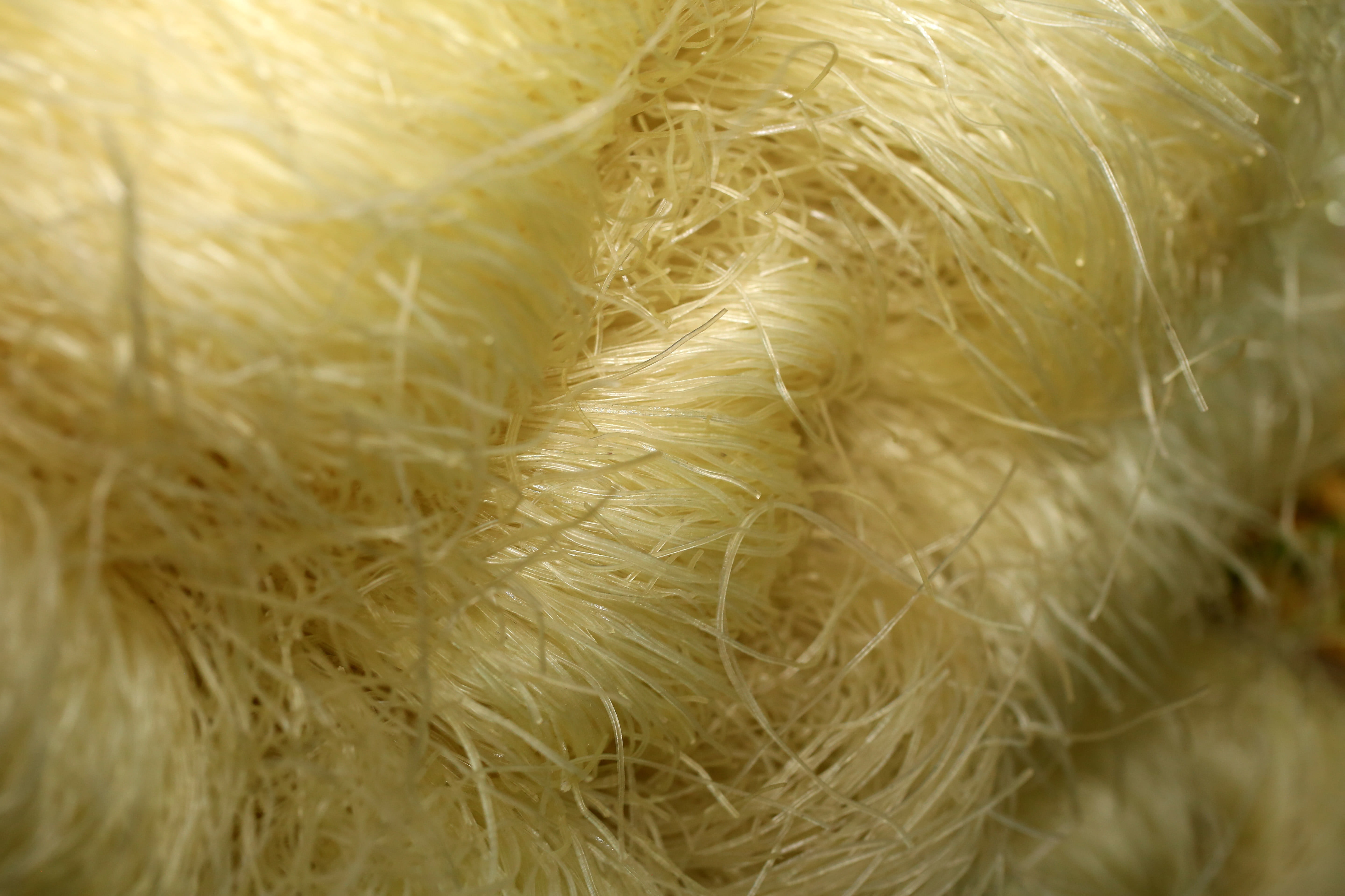 plant, noodle, Soya, 5K, food, Noodles, wool, selective focus, growth, macro, nature, fluffy, textile, close-up, pattern, hairy, white color, backgrounds, HD Wallpaper