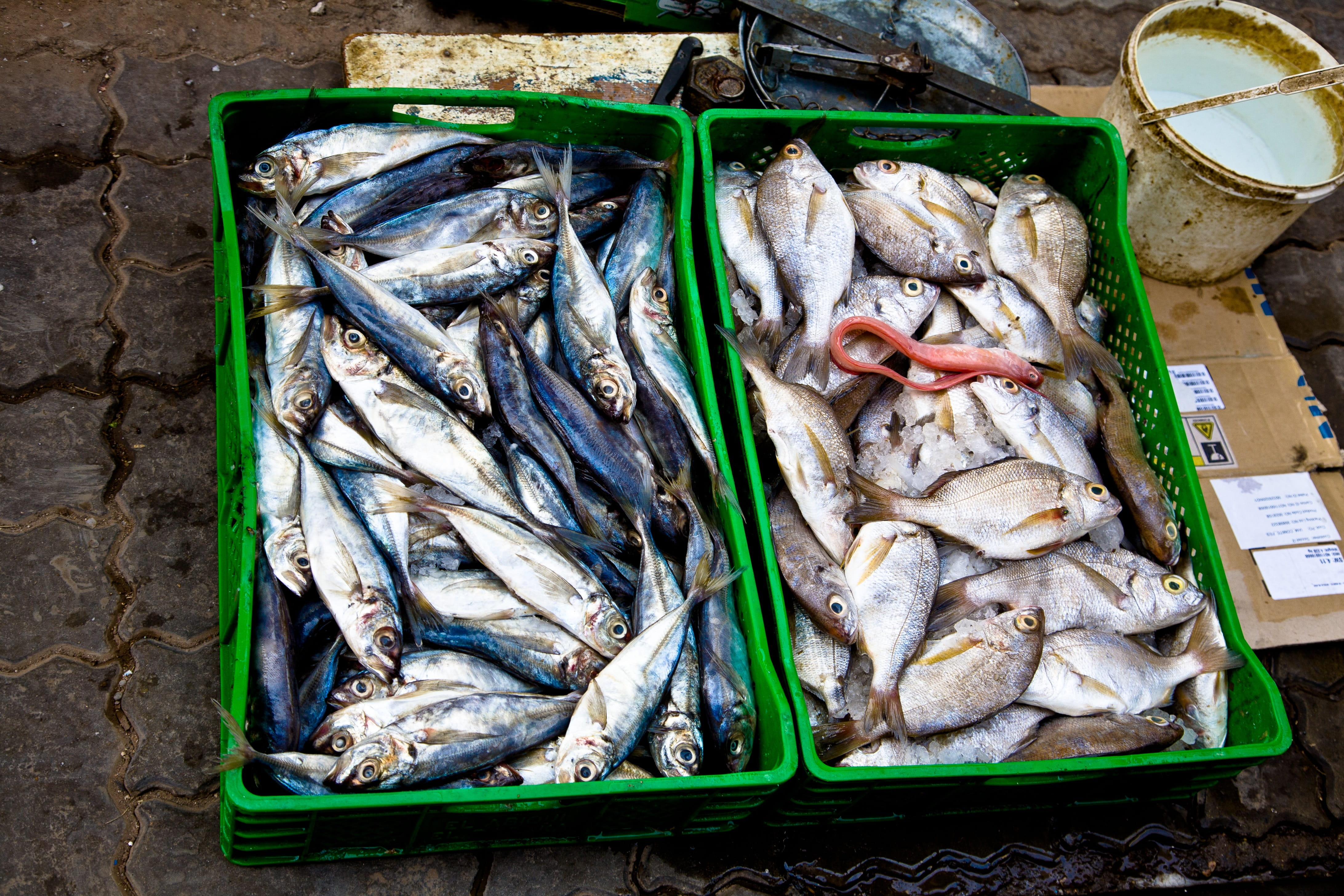 for sale, high angle view, raw, fishing industry, mediterranean, tray, seafood, container, crate, freshness, wellbeing, 4K, box, still life, market, raw food, HD Wallpaper
