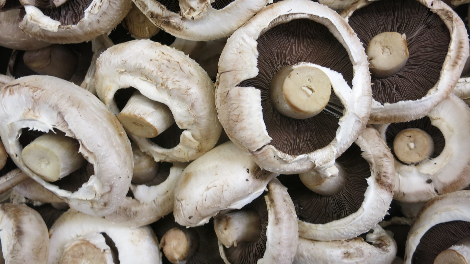 seasoning, champignon, portobello, black, still life, agaricus bisporus, edible, lot, Cooking, Mushrooms, vegetable, Fresh, outdoors, cultivated, gear, HD Wallpaper